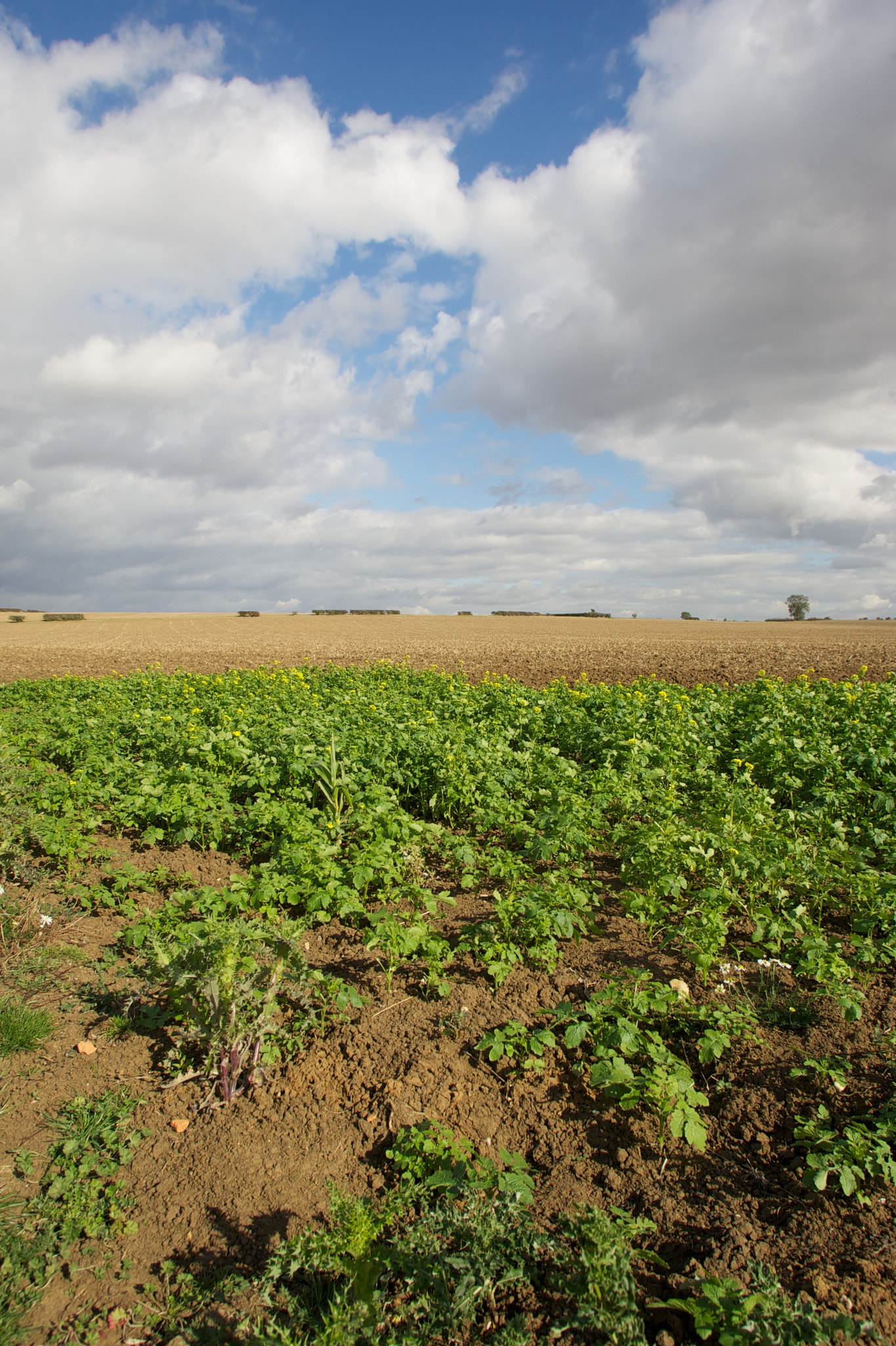 Canon EF 17-35mm f/2.8L sample photo. Lincolnshire landscapes photography