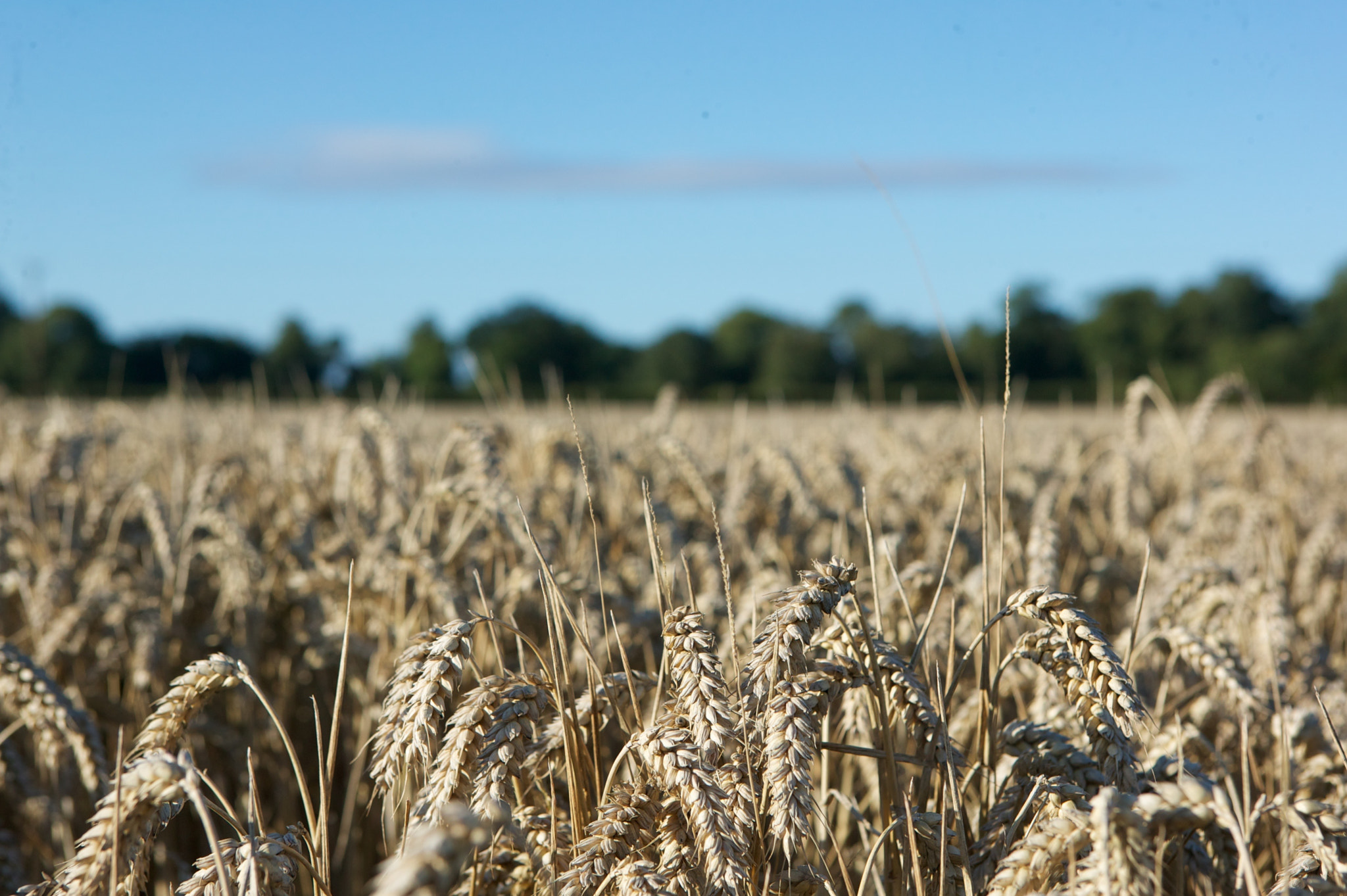 Canon EOS-1Ds + Canon EF 24-70mm F2.8L USM sample photo. Lincolnshire landscapes photography