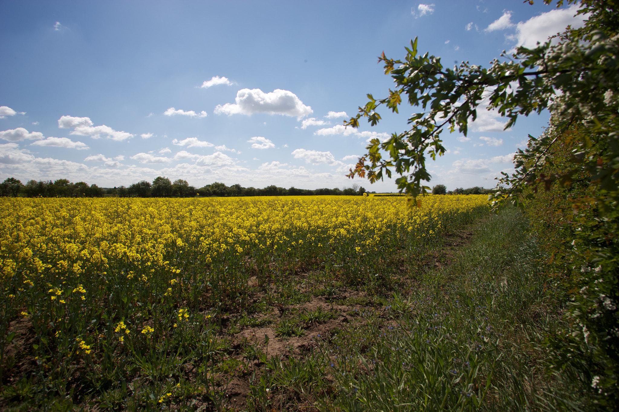 Canon EOS-1Ds Mark II + Canon EF 17-35mm f/2.8L sample photo. Lincolnshire landscapes photography