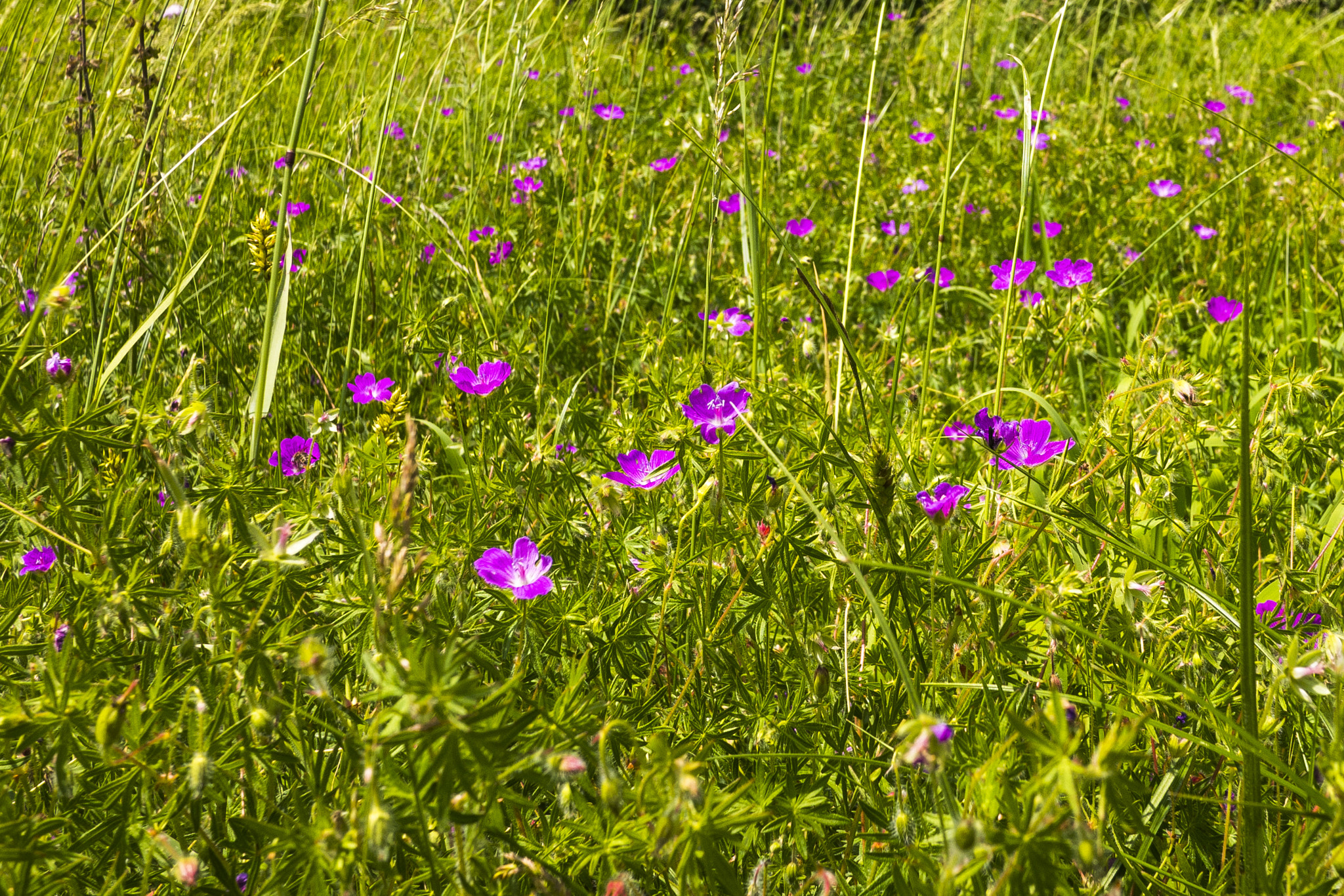 Panasonic Lumix DMC-GX7 + Panasonic Lumix G 14mm F2.5 ASPH sample photo. Spots photography