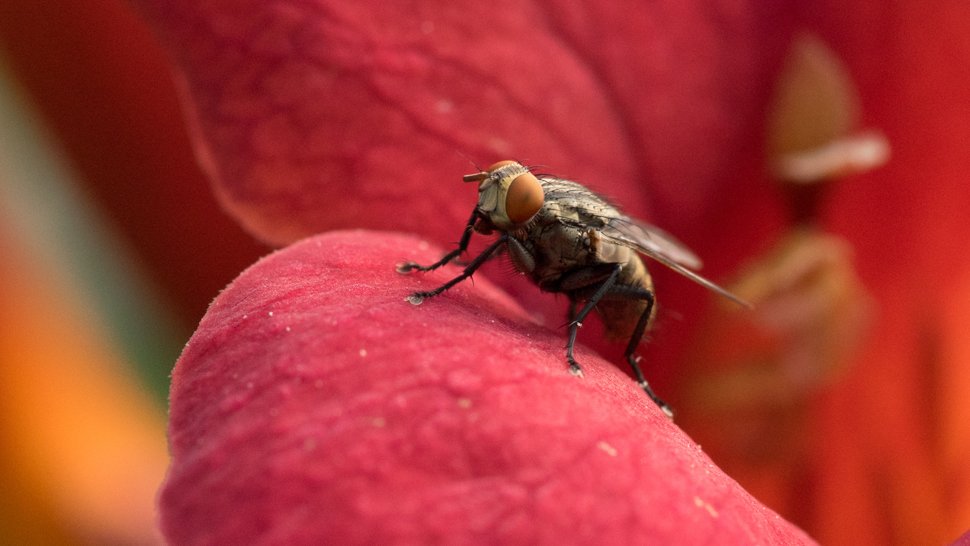 Sony a7 + Minolta AF 100mm F2.8 Macro [New] sample photo. The red fly photography