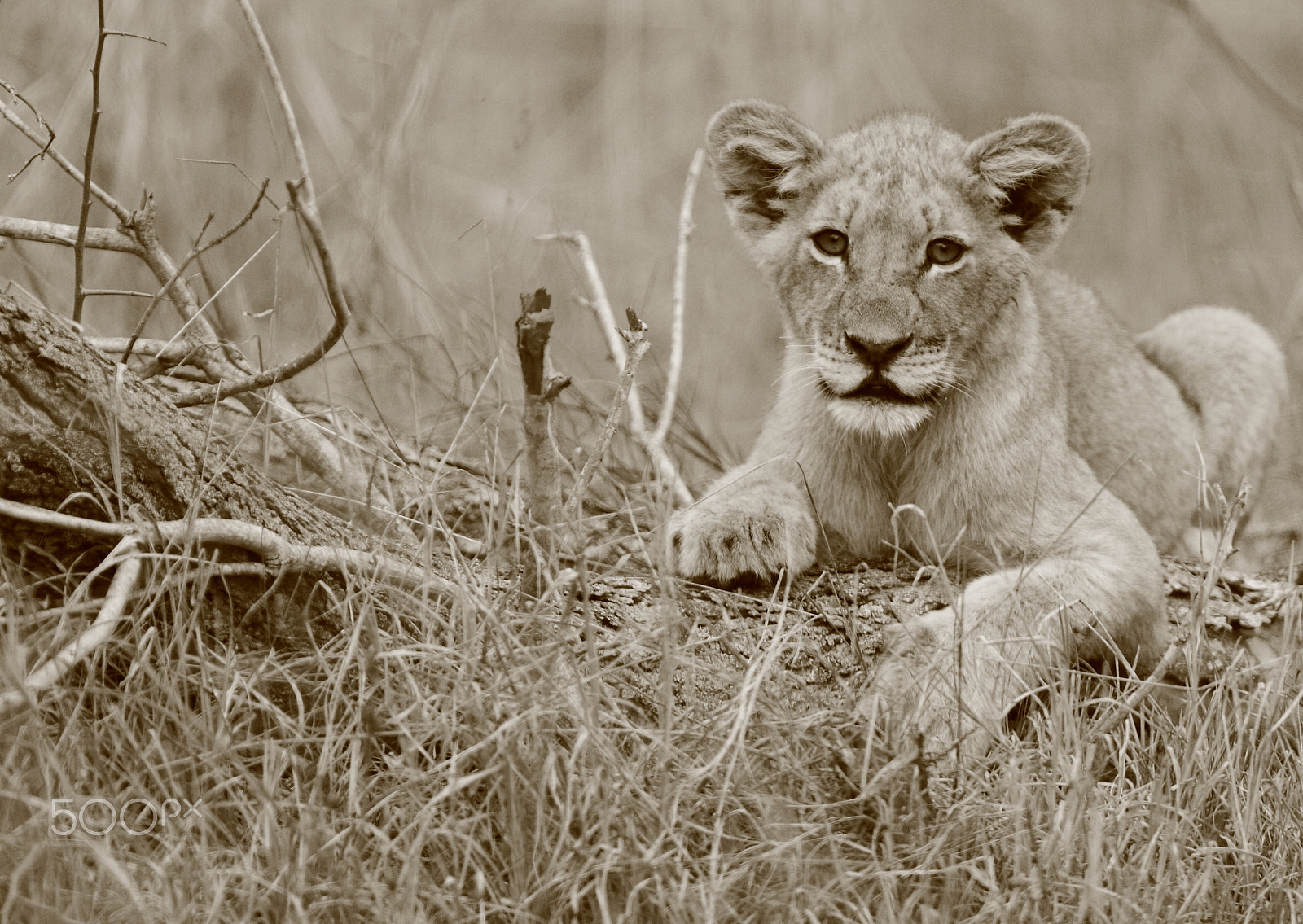 Canon EOS 7D sample photo. Lion cub resting after a drink photography