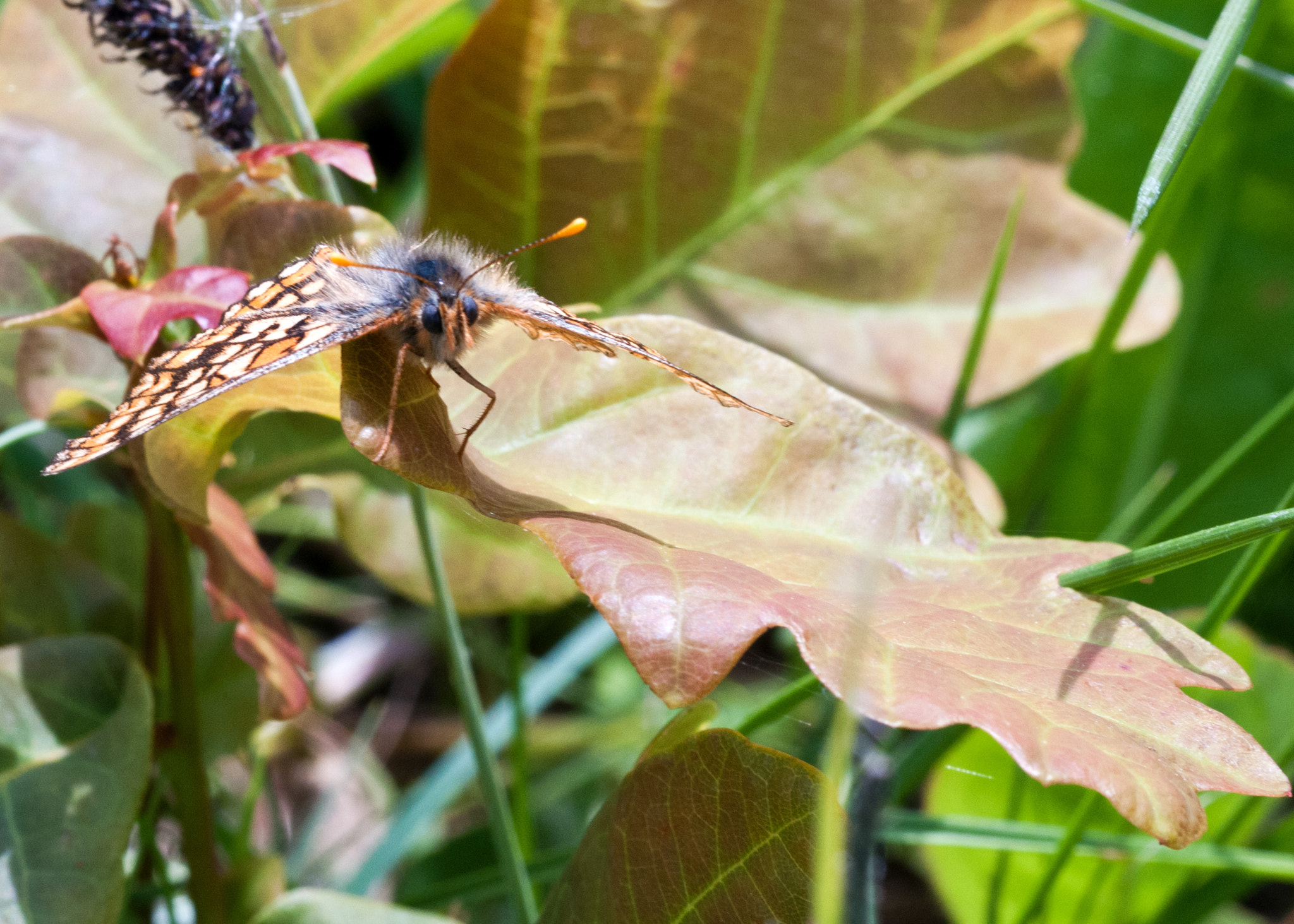 Sigma 105mm F2.8 EX DG OS HSM sample photo. Marsh frit photography