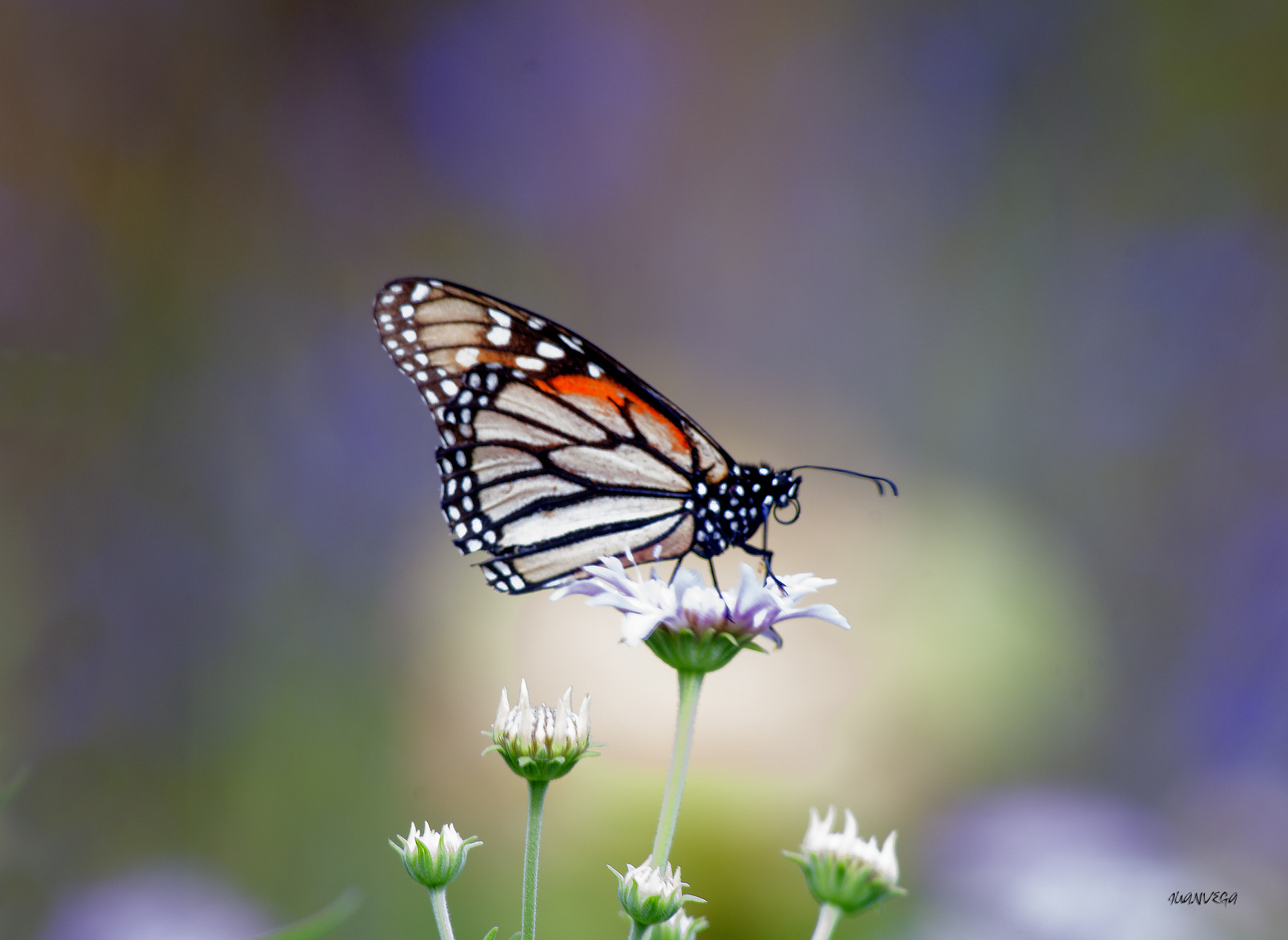Sony 75-300mm F4.5-5.6 sample photo. Monarca photography