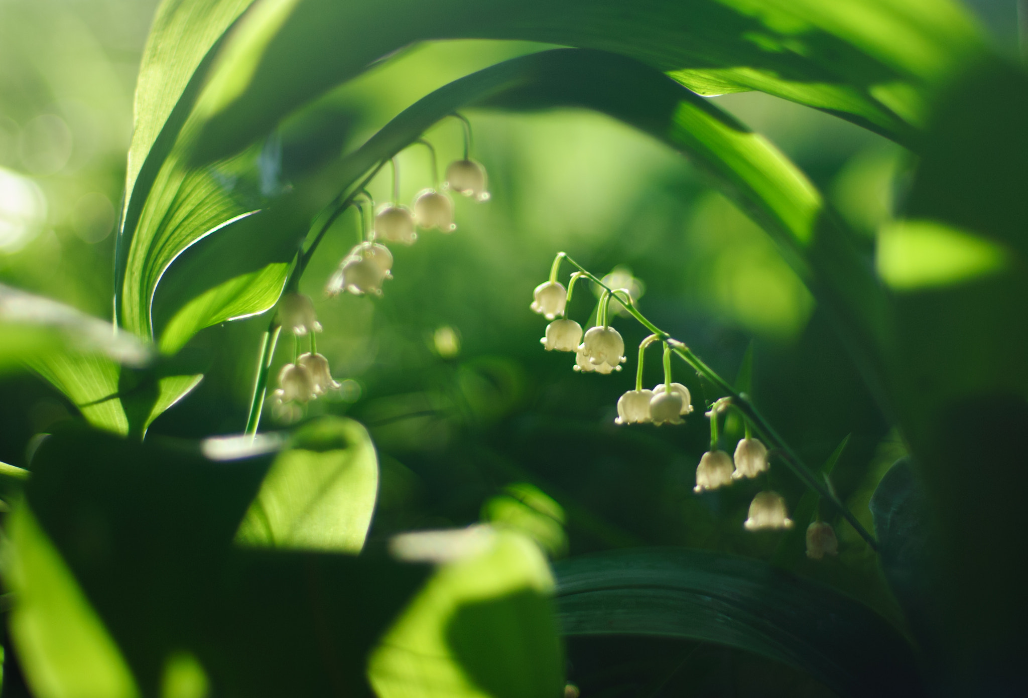 Nikon D200 + Nikon AF Nikkor 50mm F1.4D sample photo. В лучах заходящего Солнца... photography