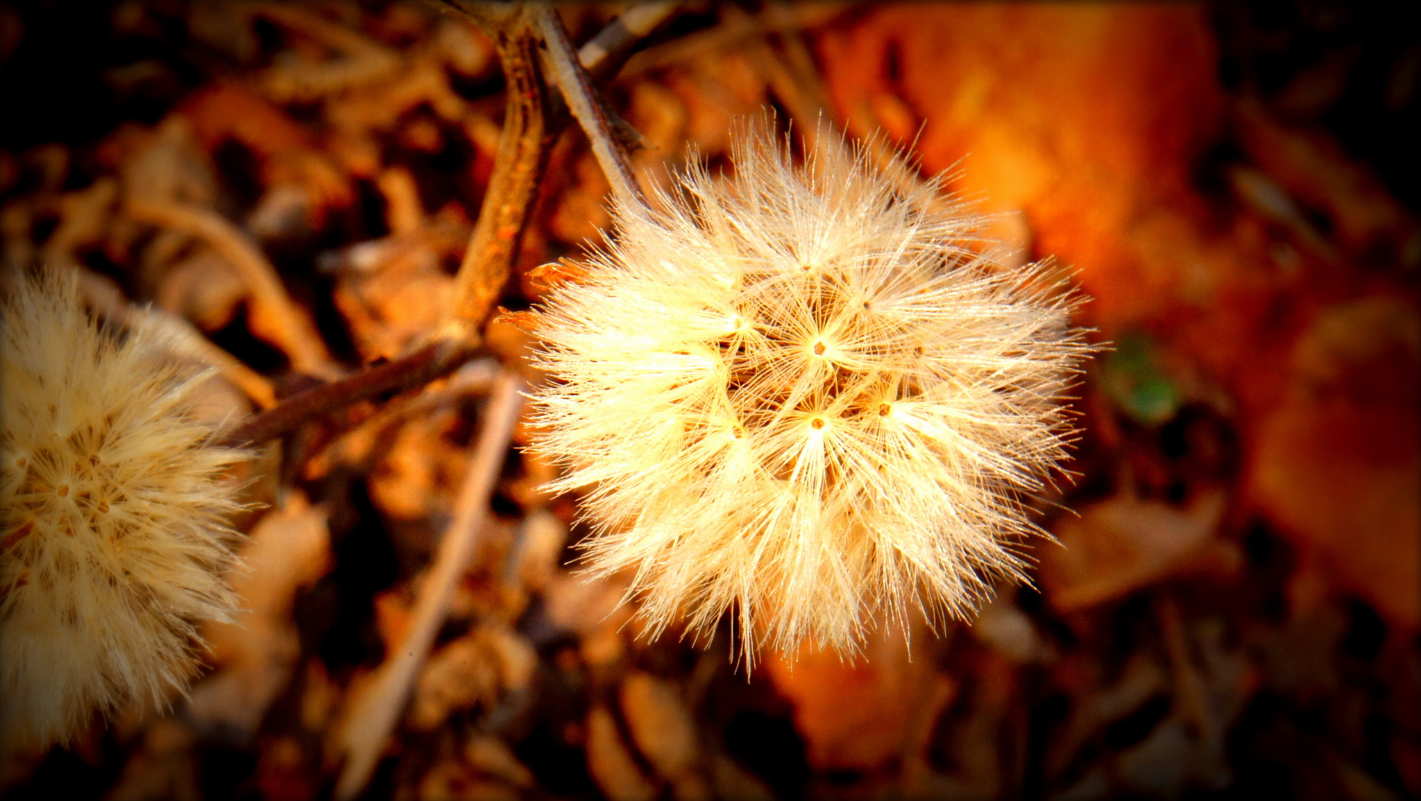 Sony Alpha NEX-C3 sample photo. 花又开好了 photography