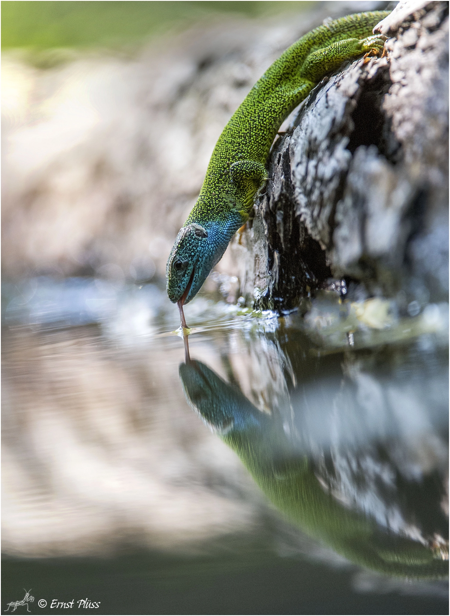 Nikon D5 sample photo. European green lizard photography