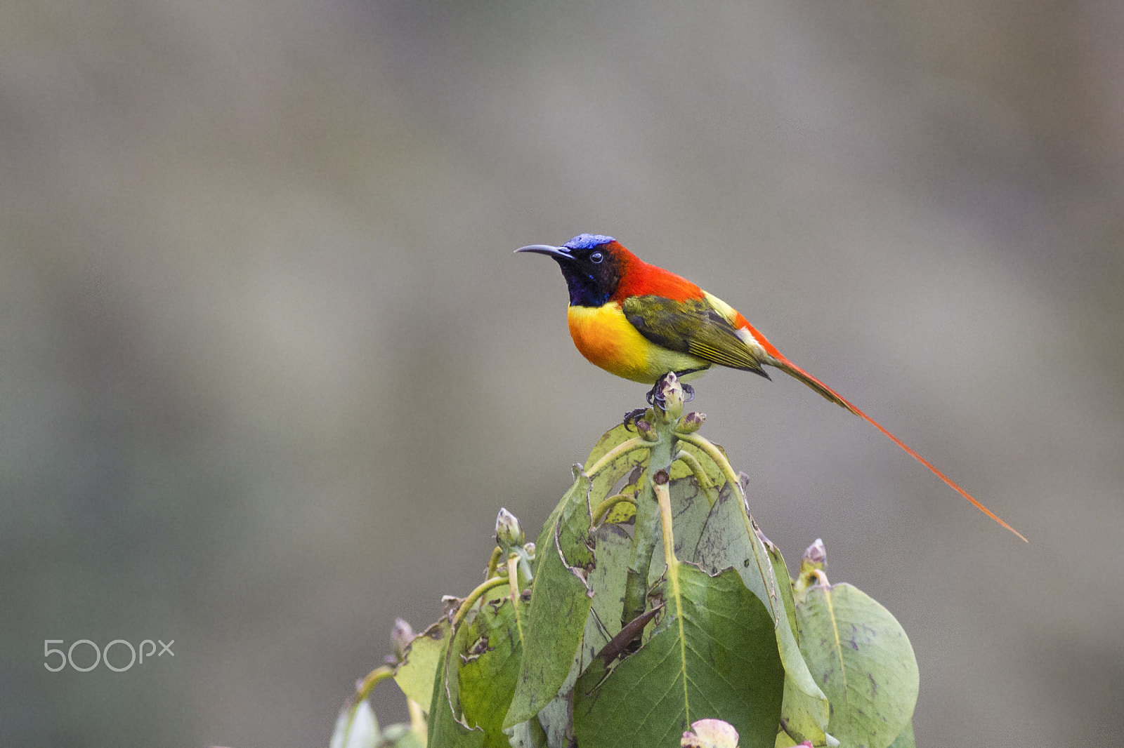 Canon EOS 550D (EOS Rebel T2i / EOS Kiss X4) + Canon EF 300mm F4L IS USM sample photo. Fire-tailed sunbird photography