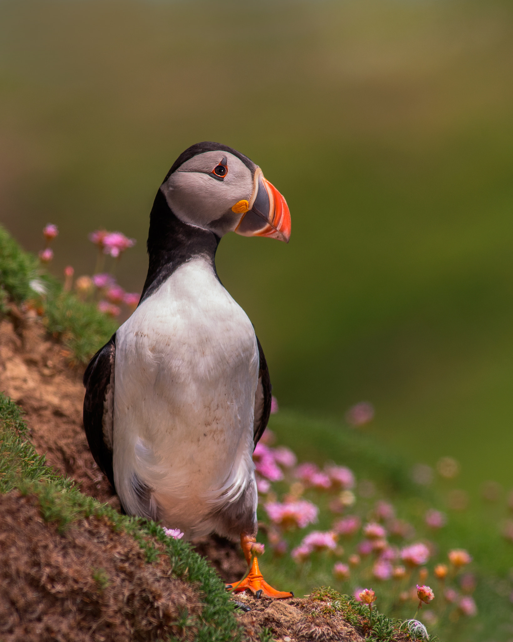 Pentax HD DA 560mm F5.6 ED AW sample photo. Puffin photography