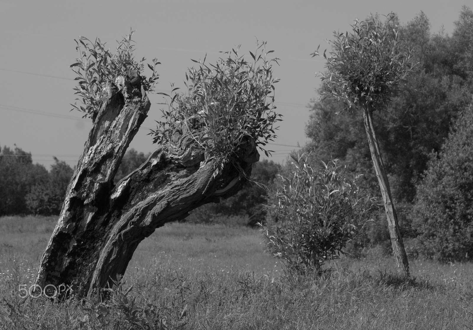 Tamron 18-270mm F3.5-6.3 Di II PZD sample photo. Old and new bw photography
