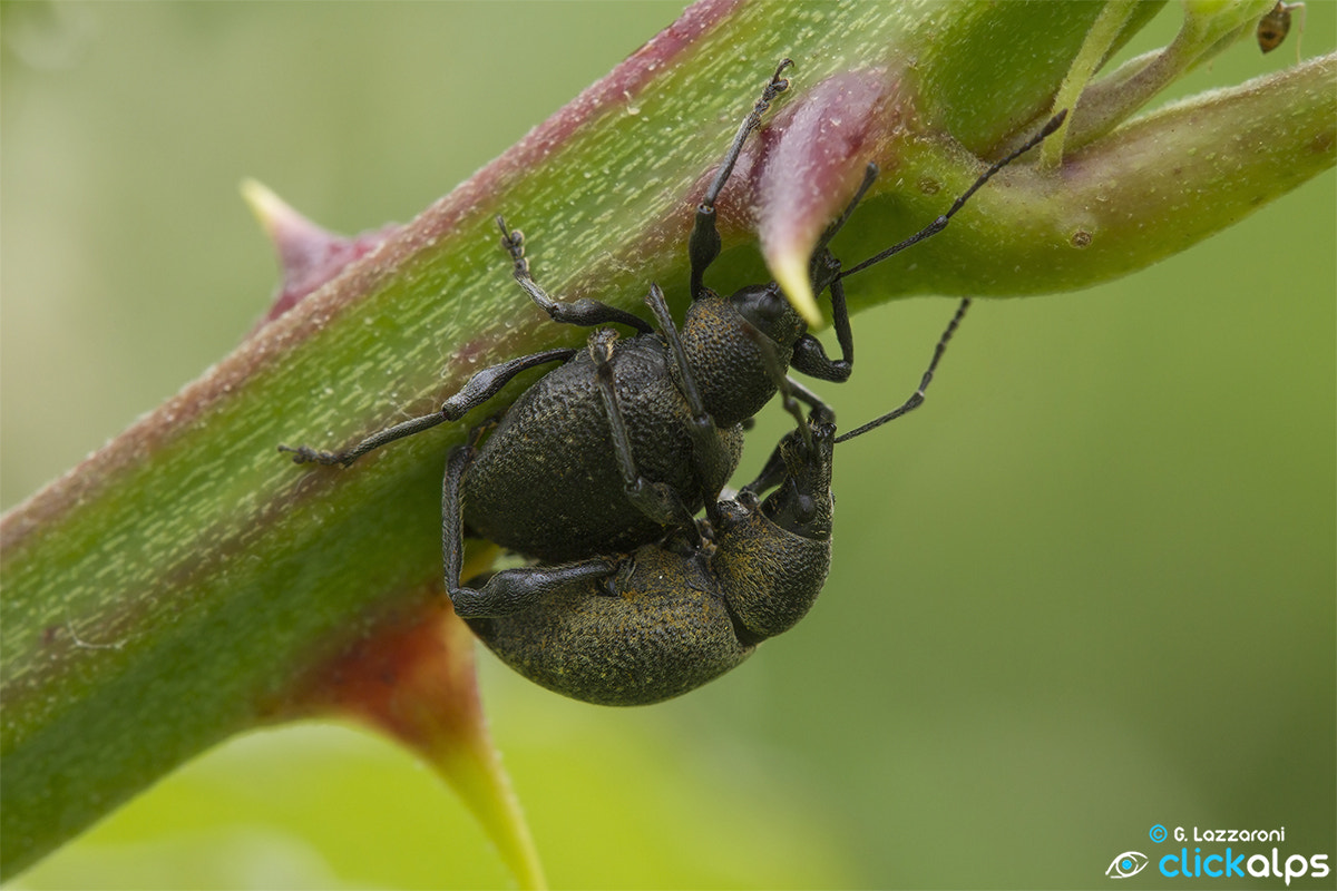 Canon EOS 7D + Tamron SP AF 180mm F3.5 Di LD (IF) Macro sample photo. Before me or you?? photography