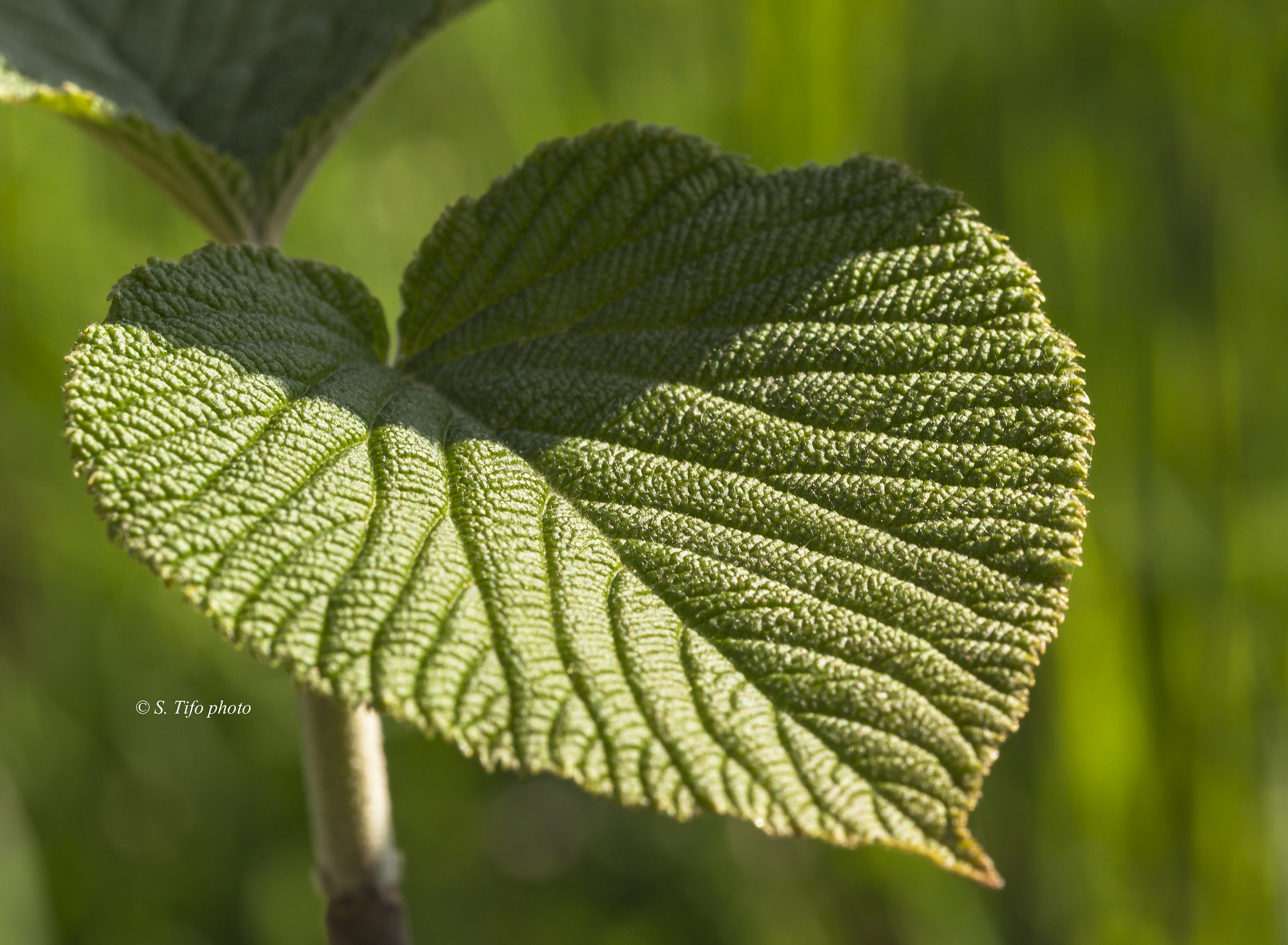Sigma 105mm F2.8 EX DG OS HSM sample photo. Shadow and texture .. photography