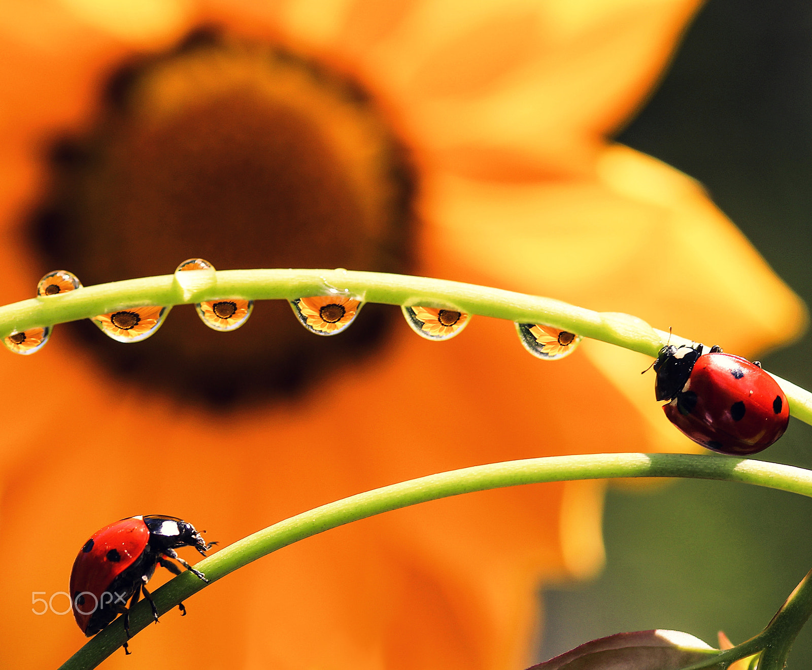 Canon EF-S 60mm F2.8 Macro USM sample photo. Waiting for you photography