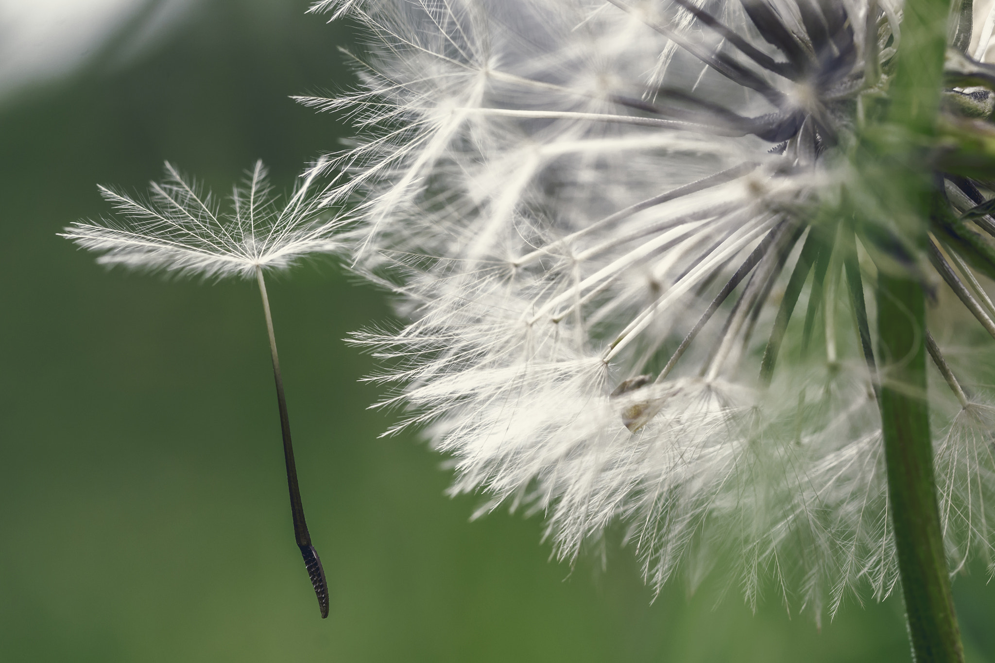 Nikon D3100 sample photo. Flower photography