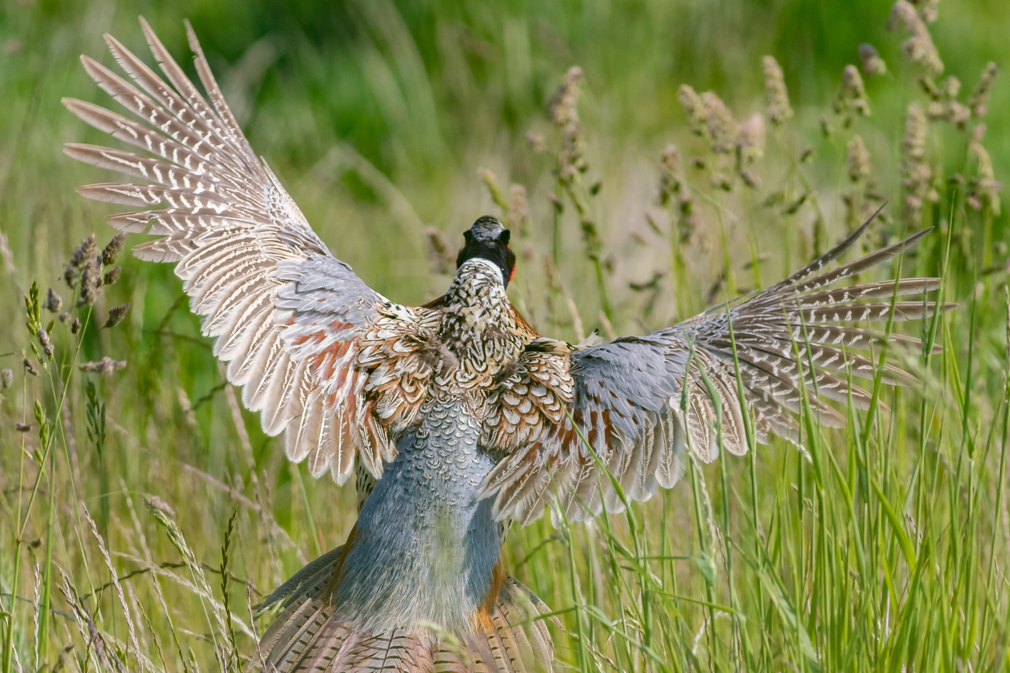 Canon EOS 7D Mark II + Canon EF 400mm F5.6L USM sample photo. Male pheasant with beautiful plumage photography