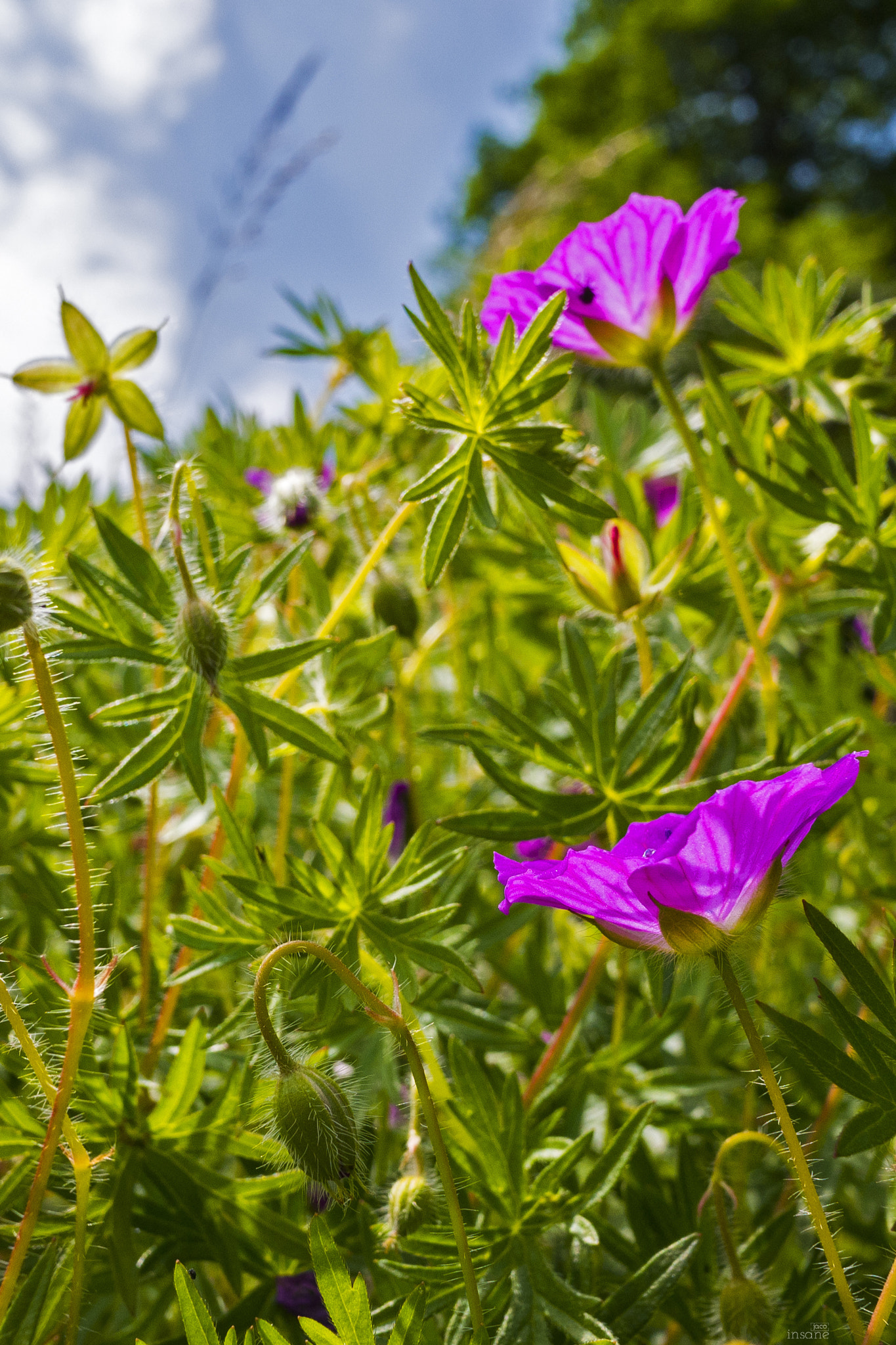 Panasonic Lumix DMC-GX7 + Panasonic Lumix G 14mm F2.5 ASPH sample photo. Flowers photography
