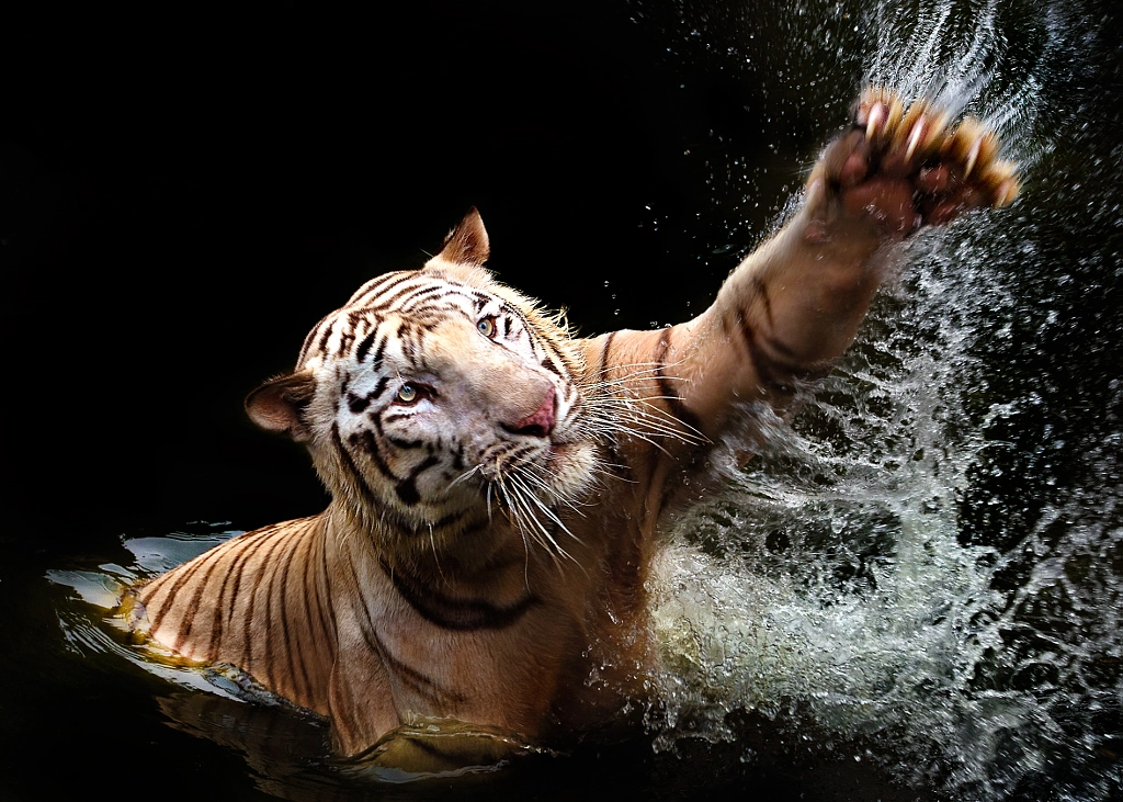 Tiger swim by Ivan Lee on 500px.com