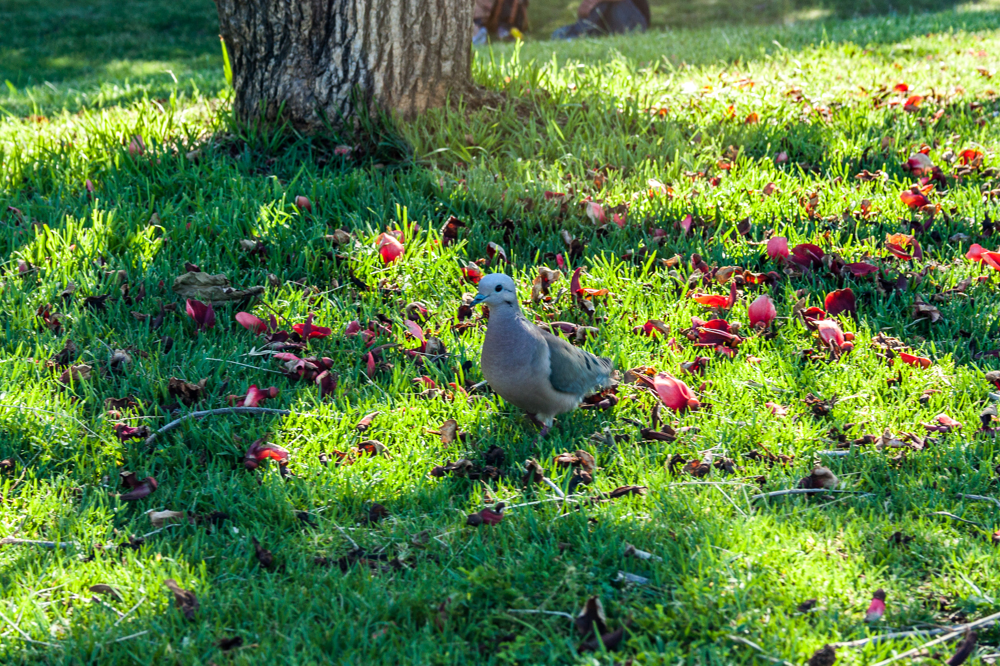 Canon EF-S 18-55mm F3.5-5.6 sample photo. Buenos aires / self work photography