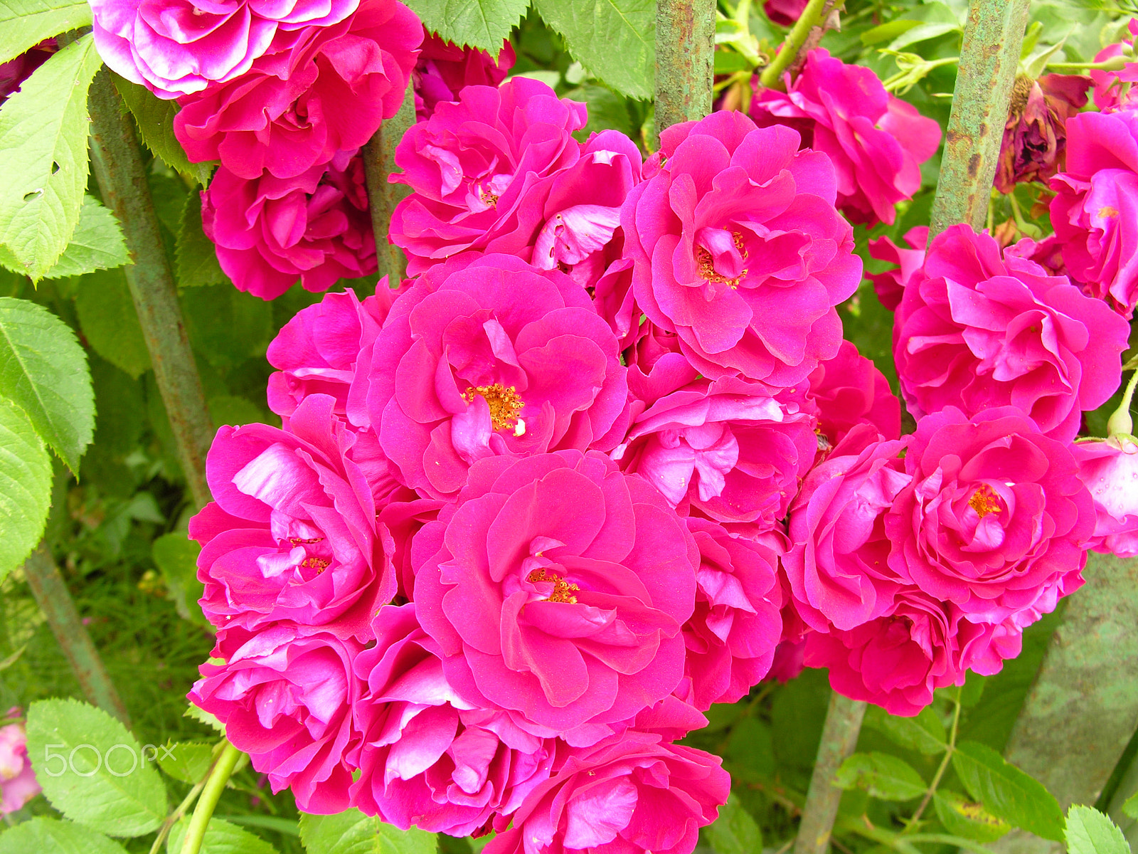 Nikon E8800 sample photo. Blooming rose bush photography