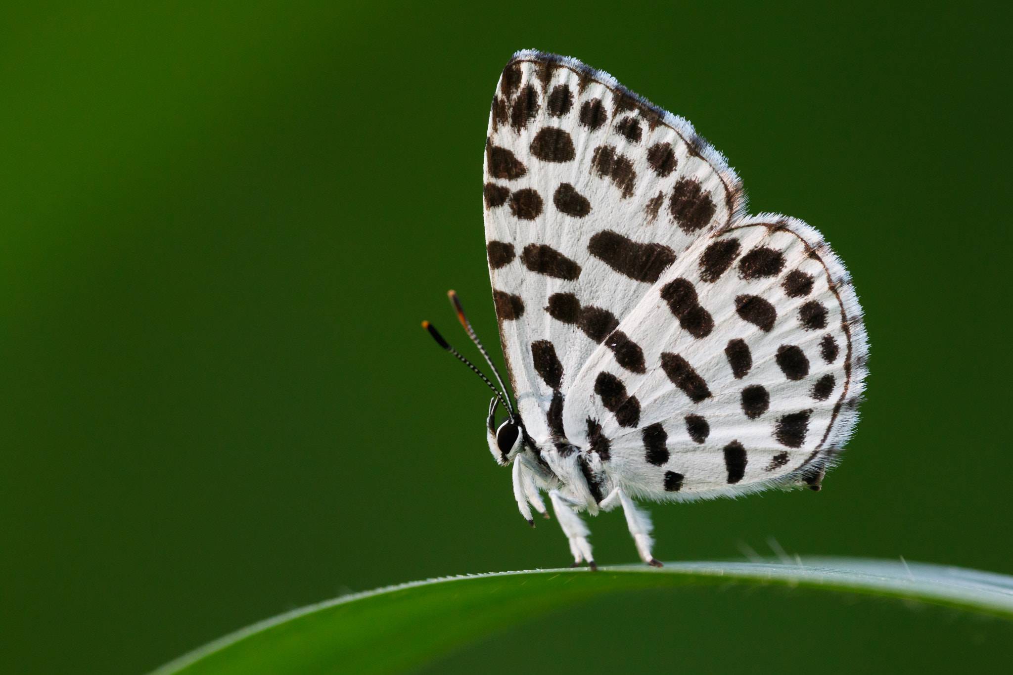 Sigma APO Macro 180mm F2.8 EX DG OS HSM sample photo. Taraka hamada photography