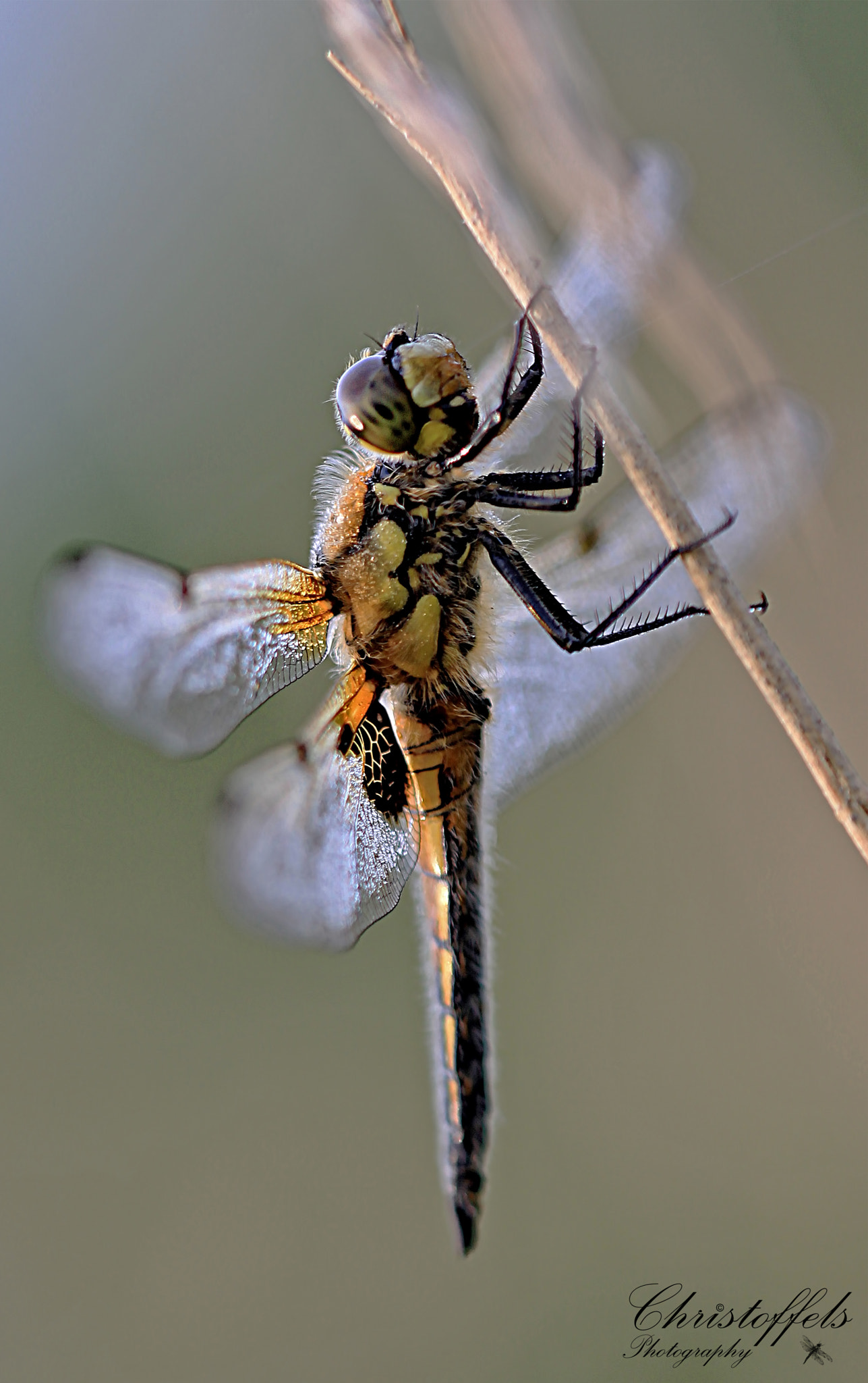 Sigma APO Macro 150mm f/2.8 EX DG HSM sample photo. Warming up for the day photography