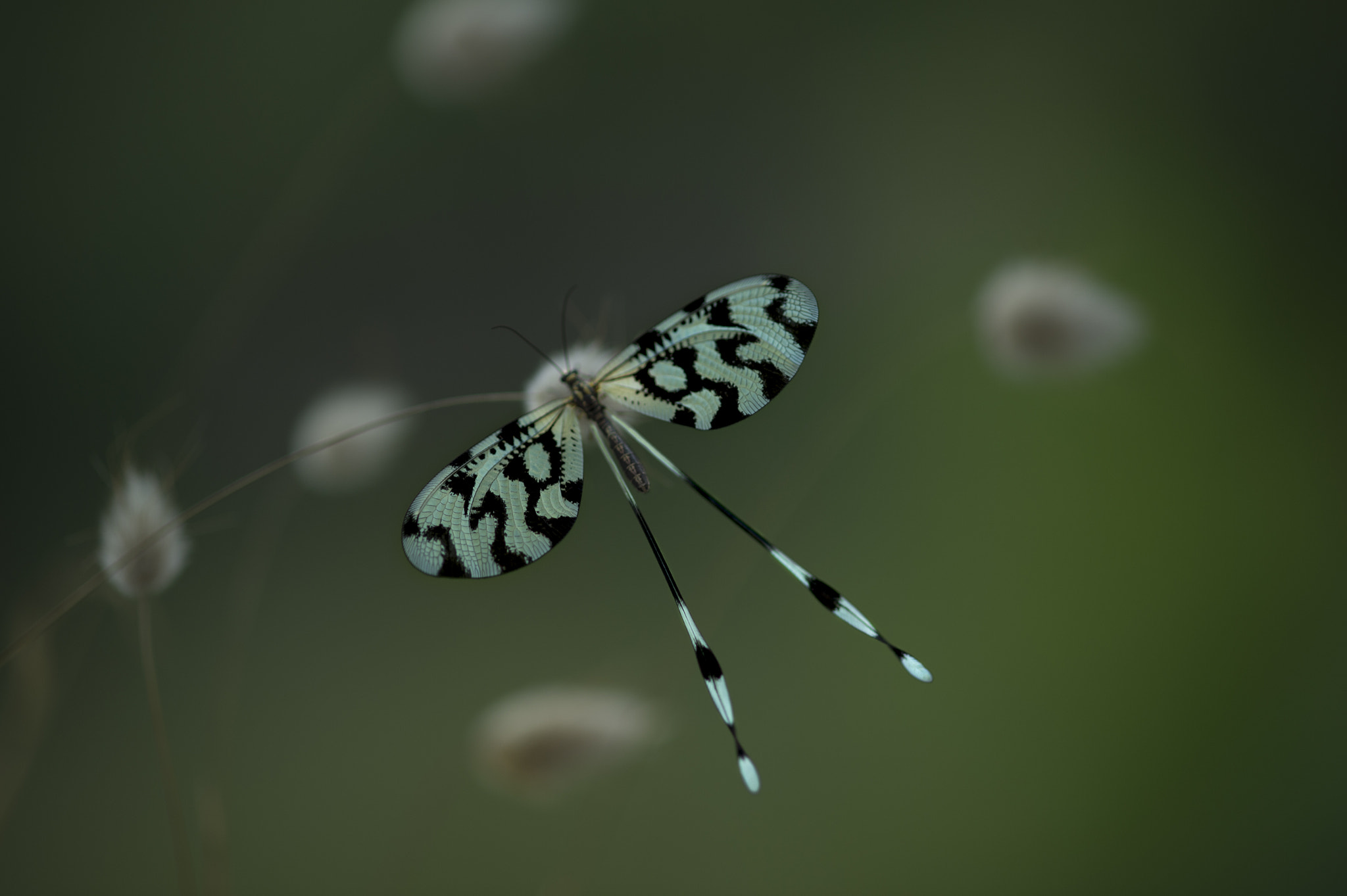 ZEISS Makro-Planar T* 100mm F2 sample photo. Nemoptera photography