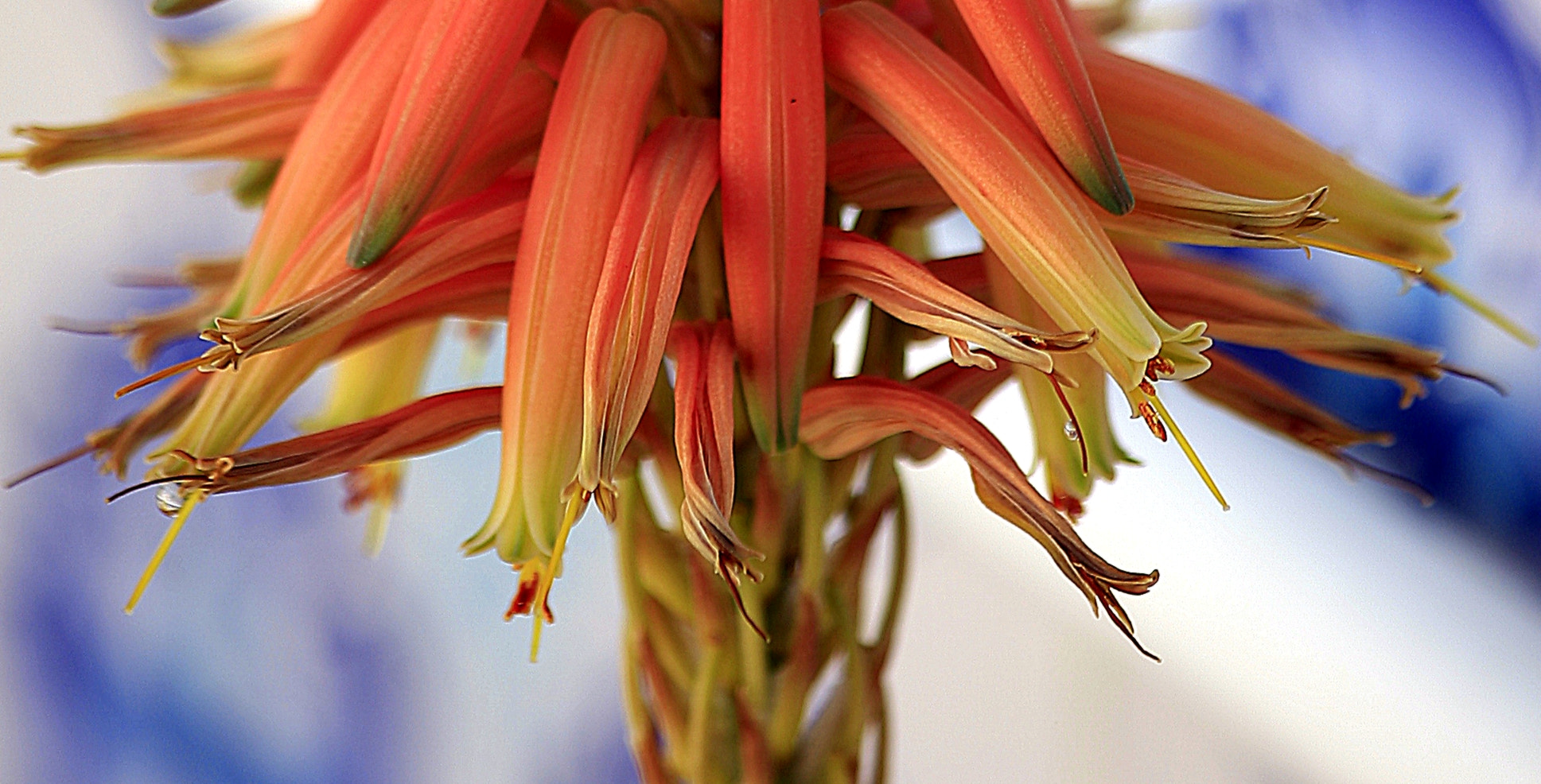 Canon EF 70-300mm F4-5.6 IS USM sample photo. Fleur d'aloe photography
