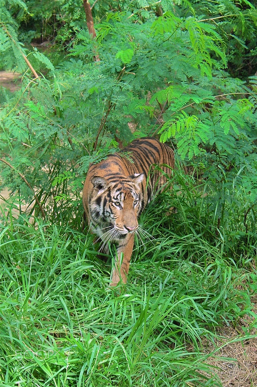 KONICA MINOLTA DiMAGE X60 sample photo. Tiger photography