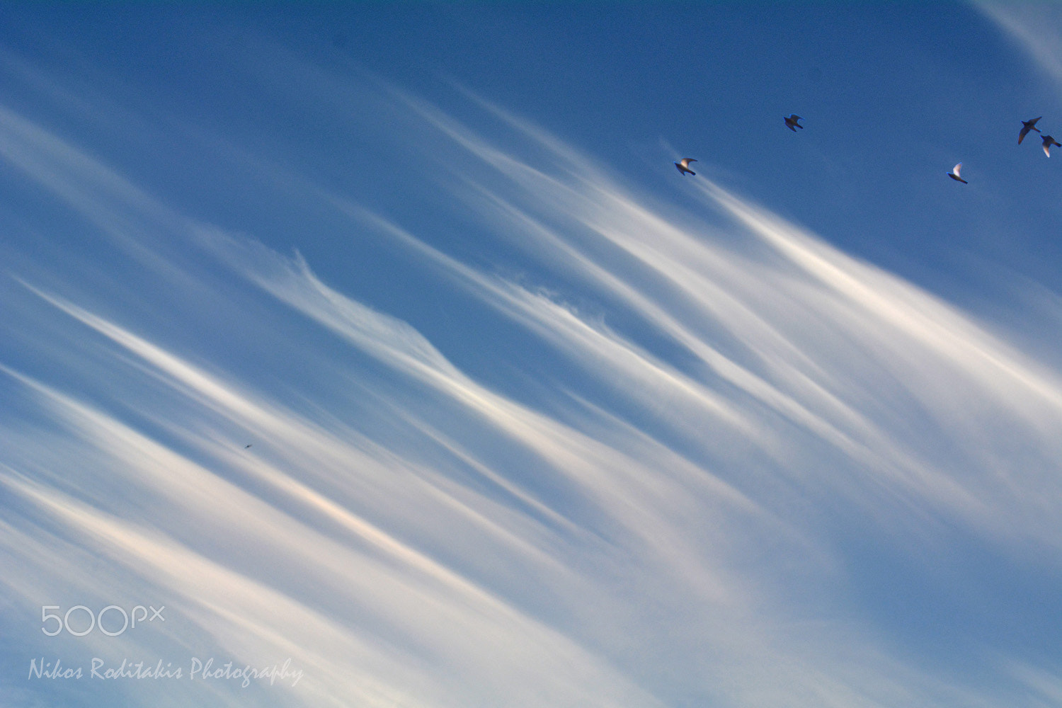 Nikon D5200 + Nikon AF Micro-Nikkor 60mm F2.8D sample photo. Cirrus and birds photography