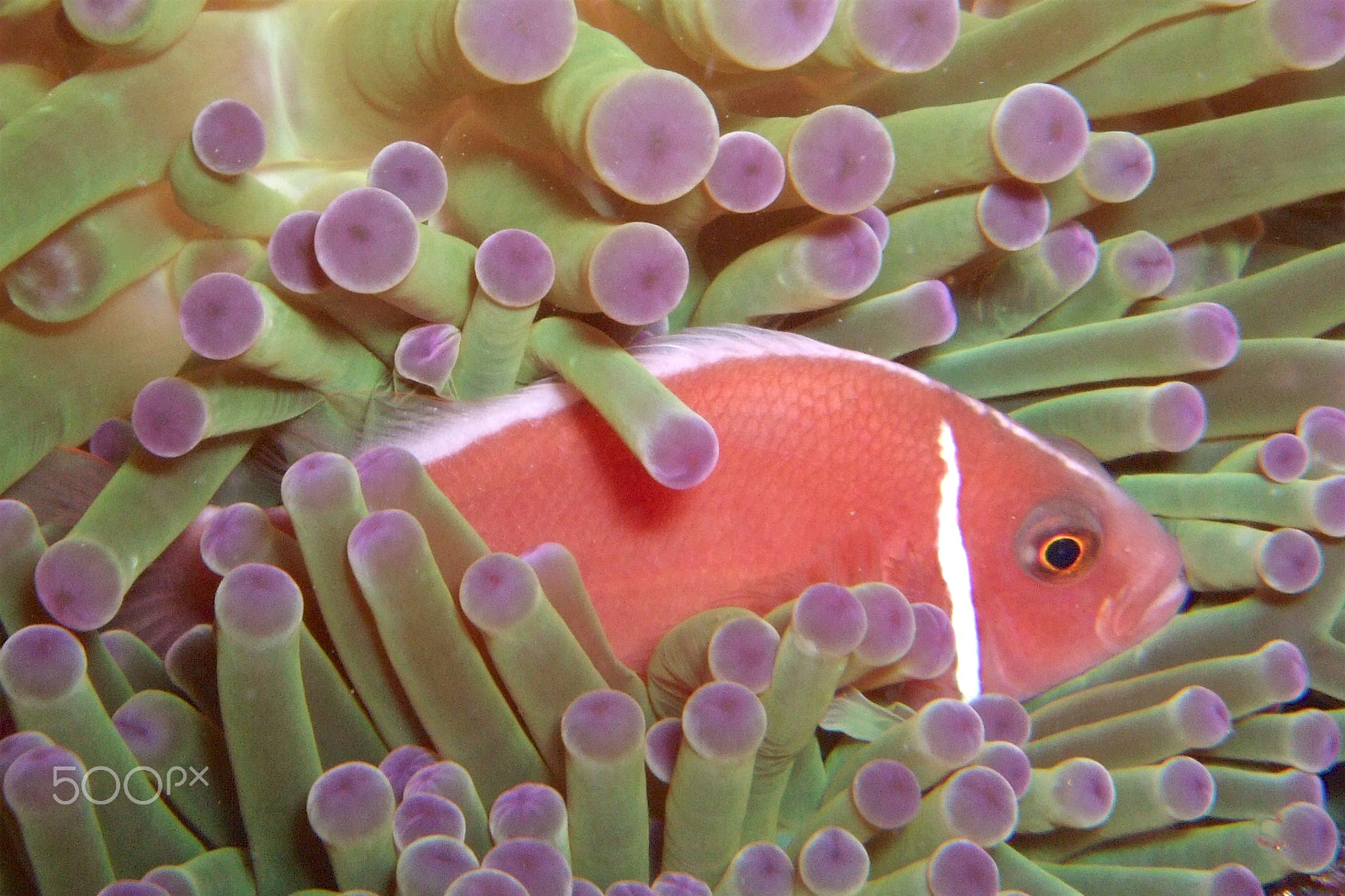 Fujifilm FinePix F50fd sample photo. Pink-anemonefish photography