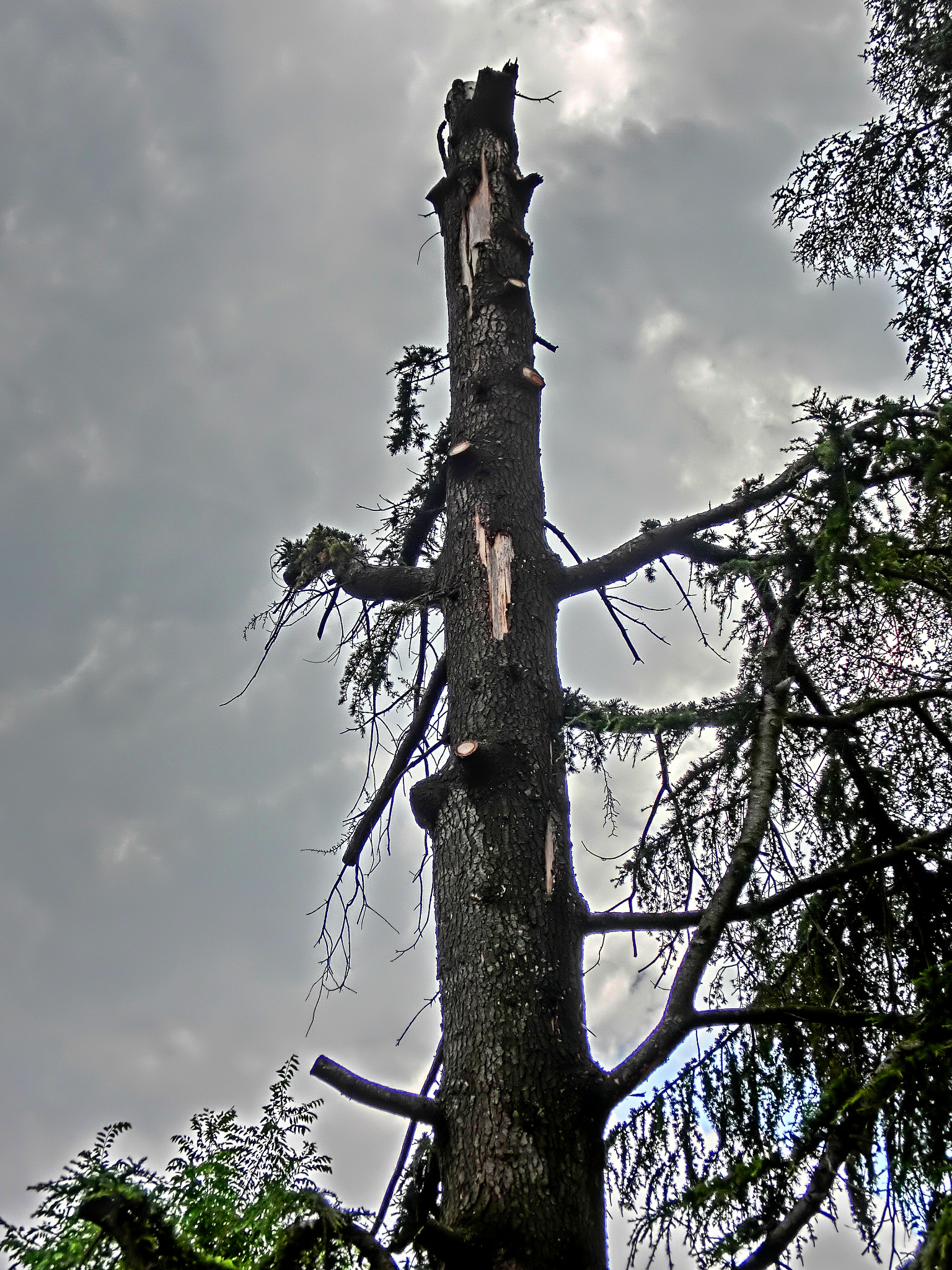 CASIO EX-ZR200 sample photo. After the wind storm the life go one 1 photography