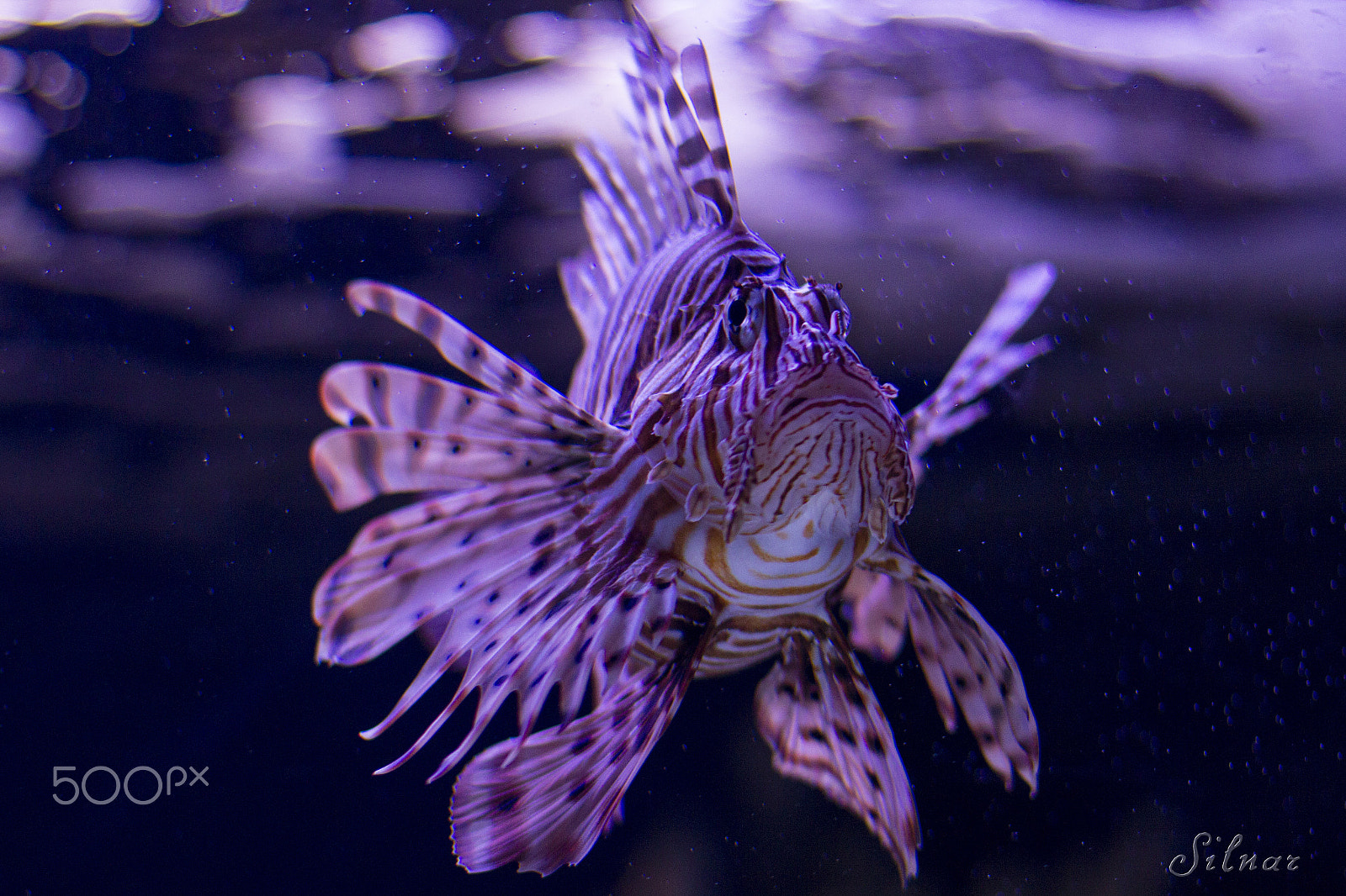 Canon EOS 600D (Rebel EOS T3i / EOS Kiss X5) + Canon EF 50mm F1.4 USM sample photo. Lionfish photography