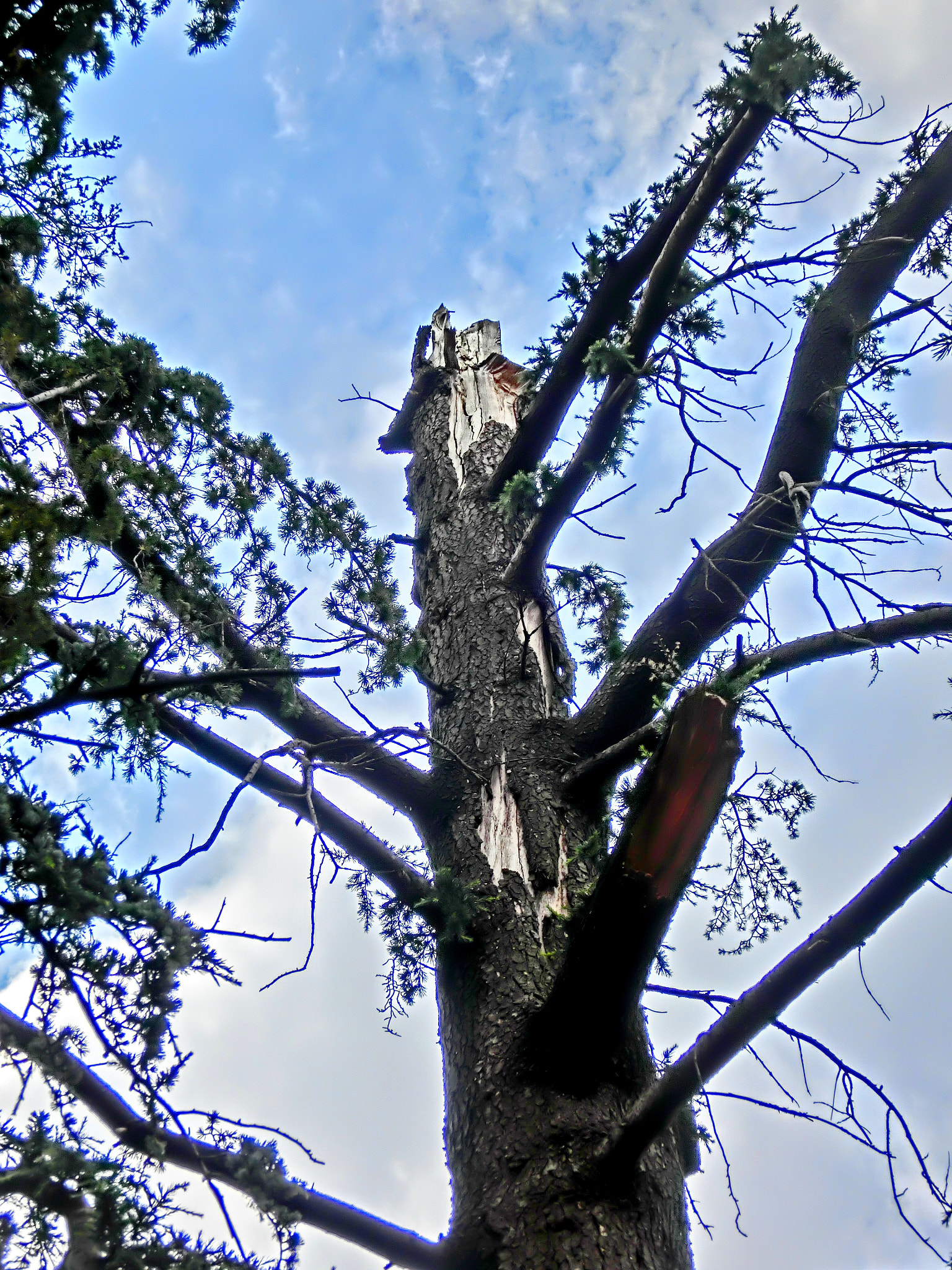 CASIO EX-ZR200 sample photo. After the wind storm the life go one 2 photography