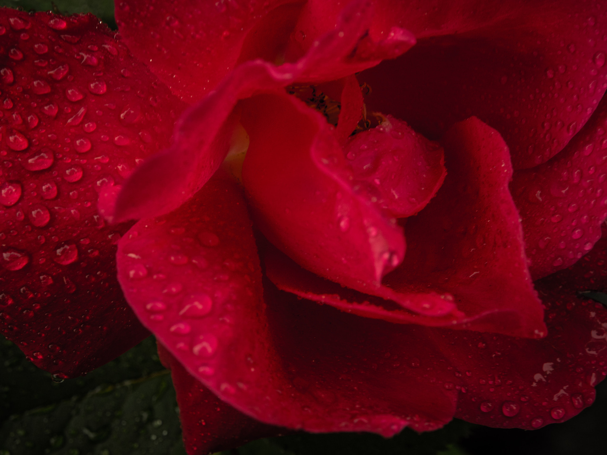 Olympus OM-D E-M1 + OLYMPUS M.12-50mm F3.5-6.3 sample photo. The 100 day project 51/100 - roses are red, my love photography