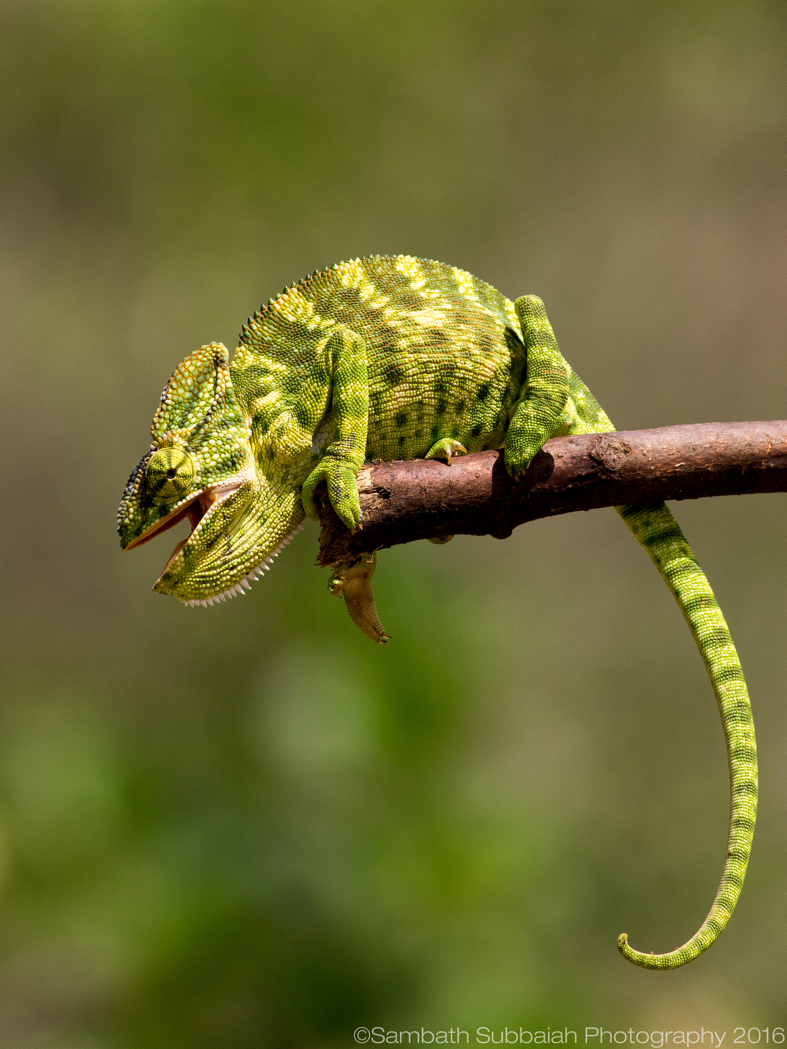 Canon EOS 7D Mark II + Canon EF 400mm F5.6L USM sample photo. Indian chameleon photography