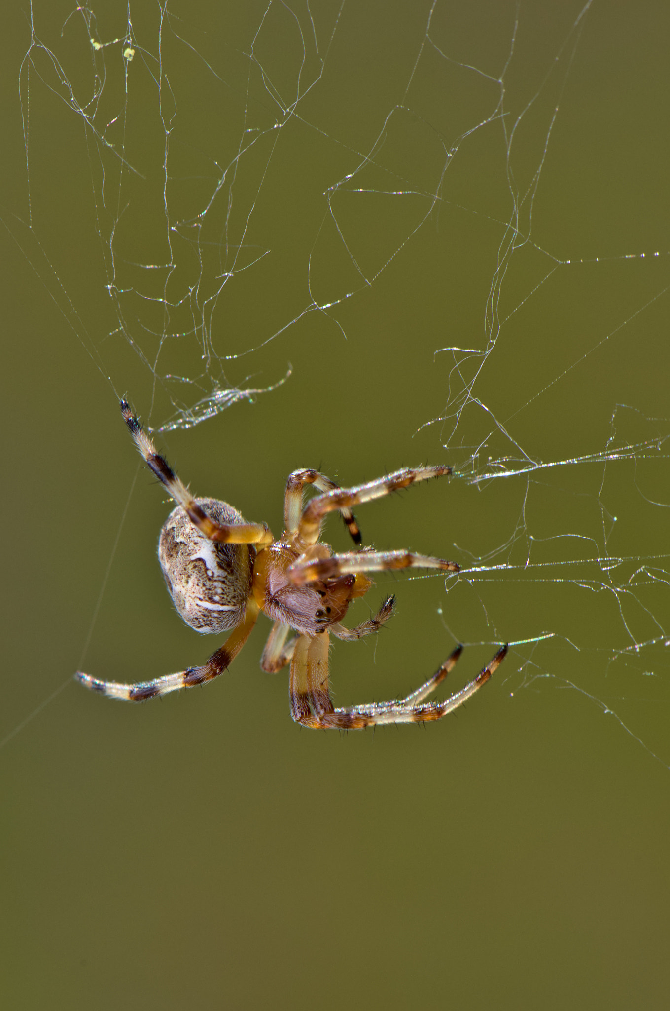 Nikon AF-S DX Micro-Nikkor 85mm F3.5G ED VR sample photo. Marbled orbweaver cleaning up (1) photography