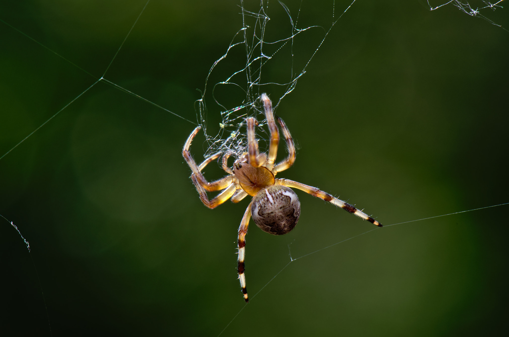 Nikon AF-S DX Micro-Nikkor 85mm F3.5G ED VR sample photo. Marbled orbweaver cleaning up (2) photography