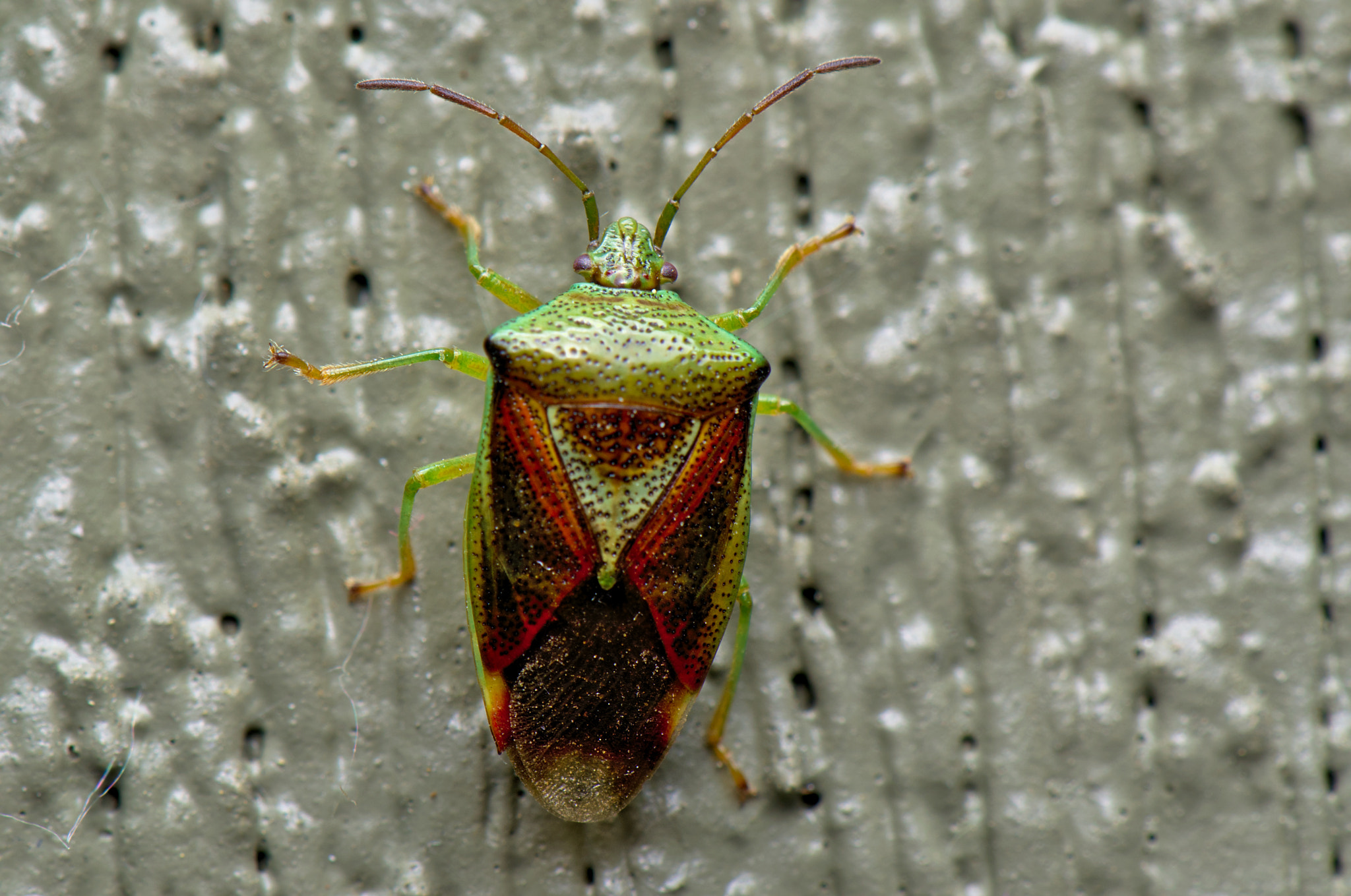 Nikon AF-S DX Micro-Nikkor 85mm F3.5G ED VR sample photo. Birch shield bug (2) photography
