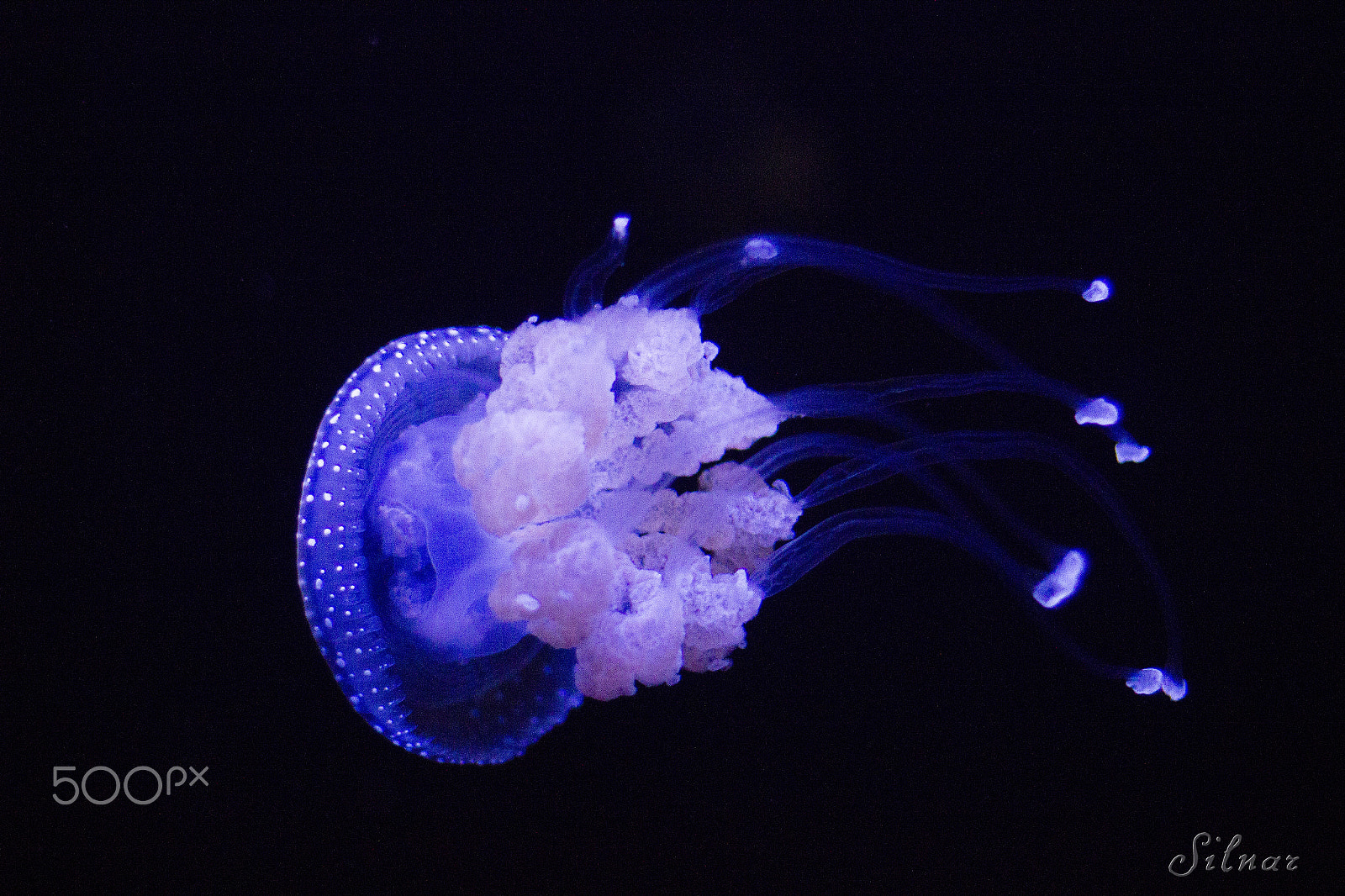 Canon EOS 600D (Rebel EOS T3i / EOS Kiss X5) + Canon EF 50mm F1.4 USM sample photo. Purple jellyfish photography