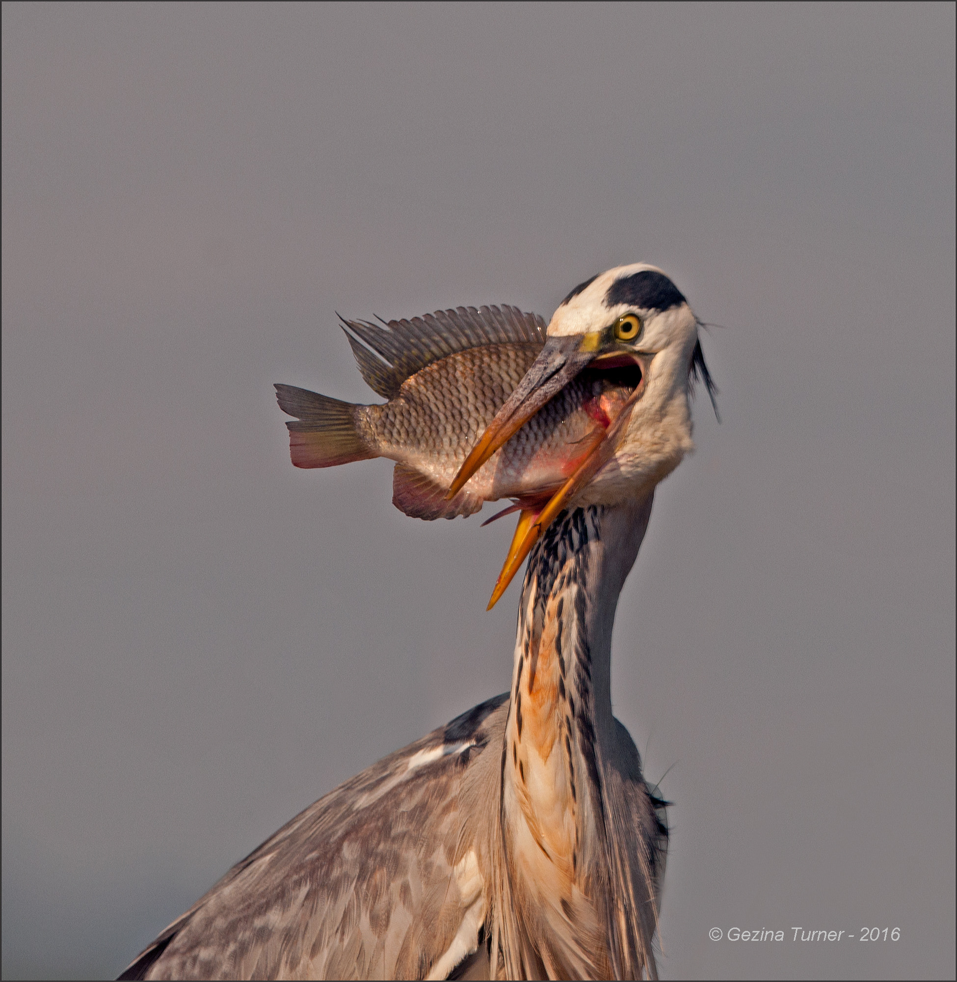 Nikon AF-S Nikkor 400mm F2.8G ED VR II sample photo. That fish ... photography