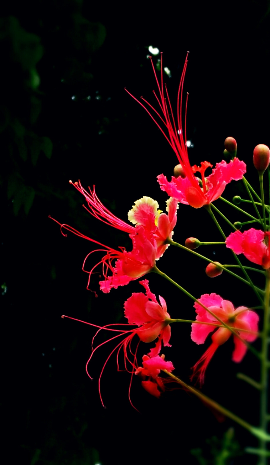 HUAWEI G7-L03 sample photo. Touch of color photography