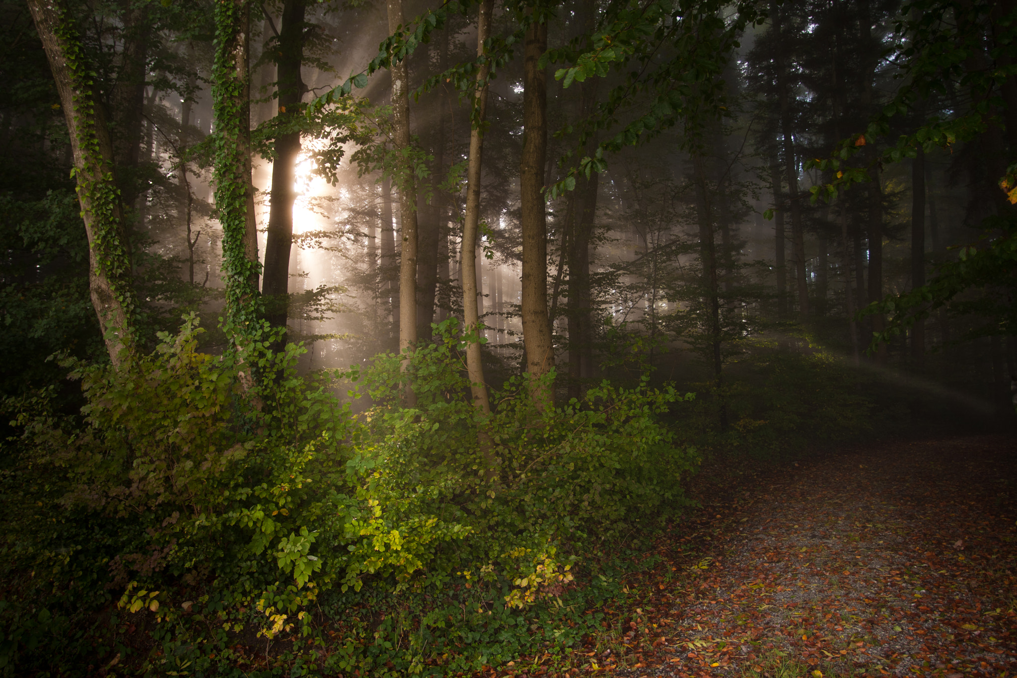 shining through by Pascal Faber on 500px.com
