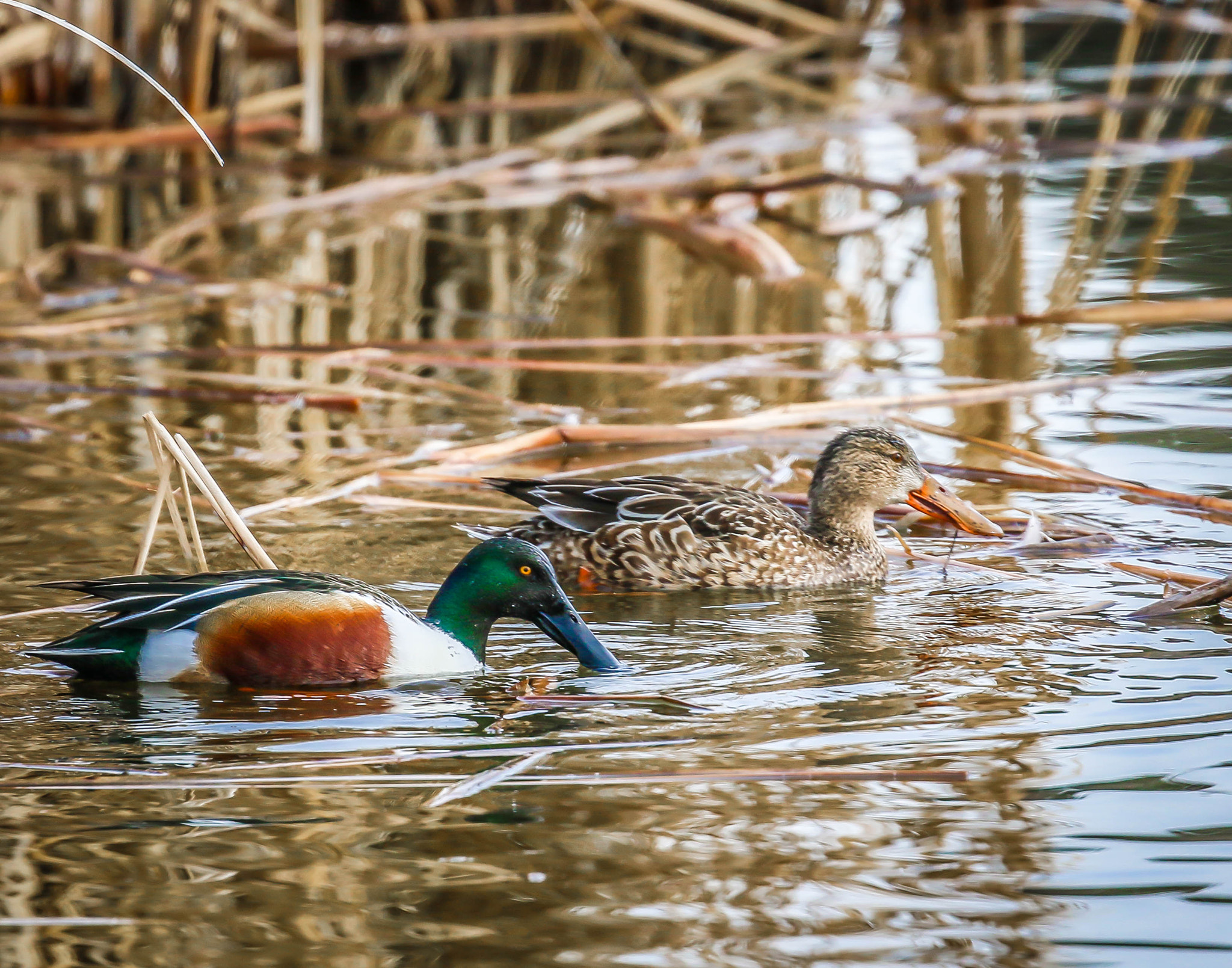 Canon EF 100-400mm F4.5-5.6L IS II USM sample photo. Shovelers feeding photography