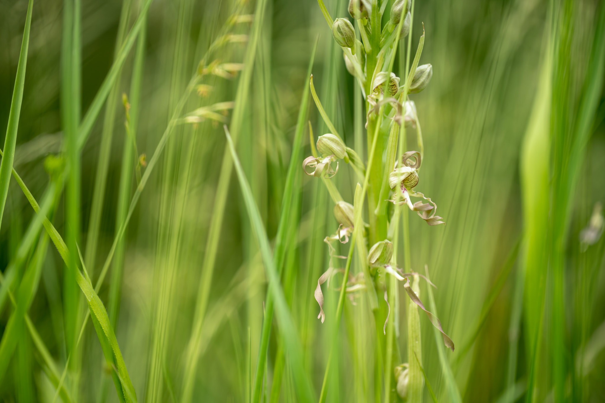 Sony a7R II + Canon EF 100mm F2.8L Macro IS USM sample photo. Hiding lizard orchid photography