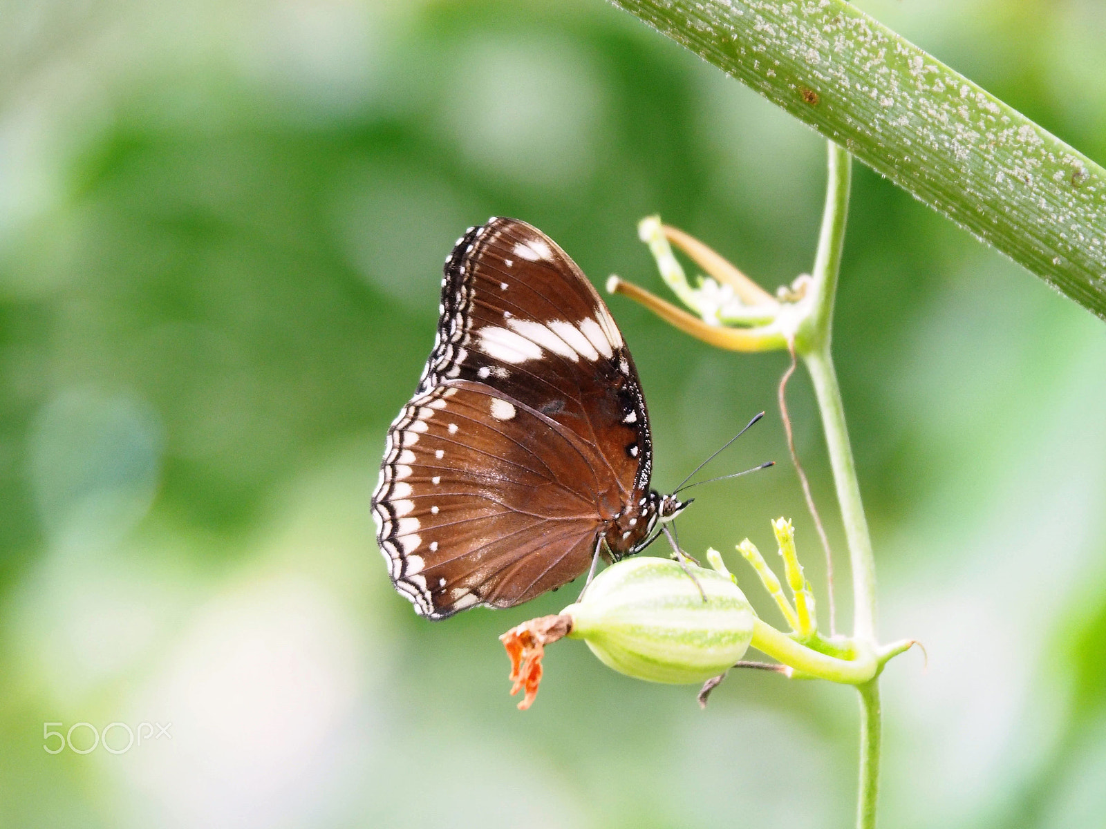 Olympus OM-D E-M10 sample photo. Butterfly 5 photography