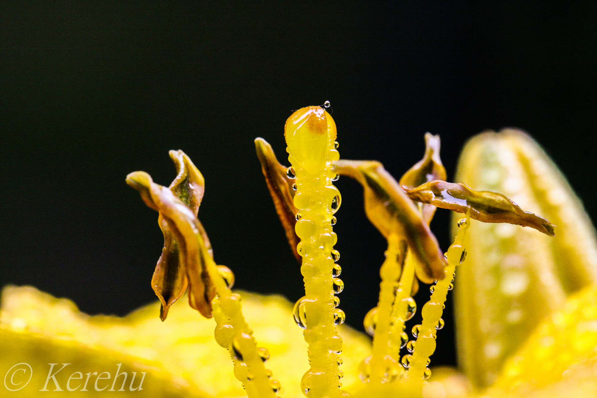 Canon EF 100mm F2.8L Macro IS USM sample photo. Lilly photography