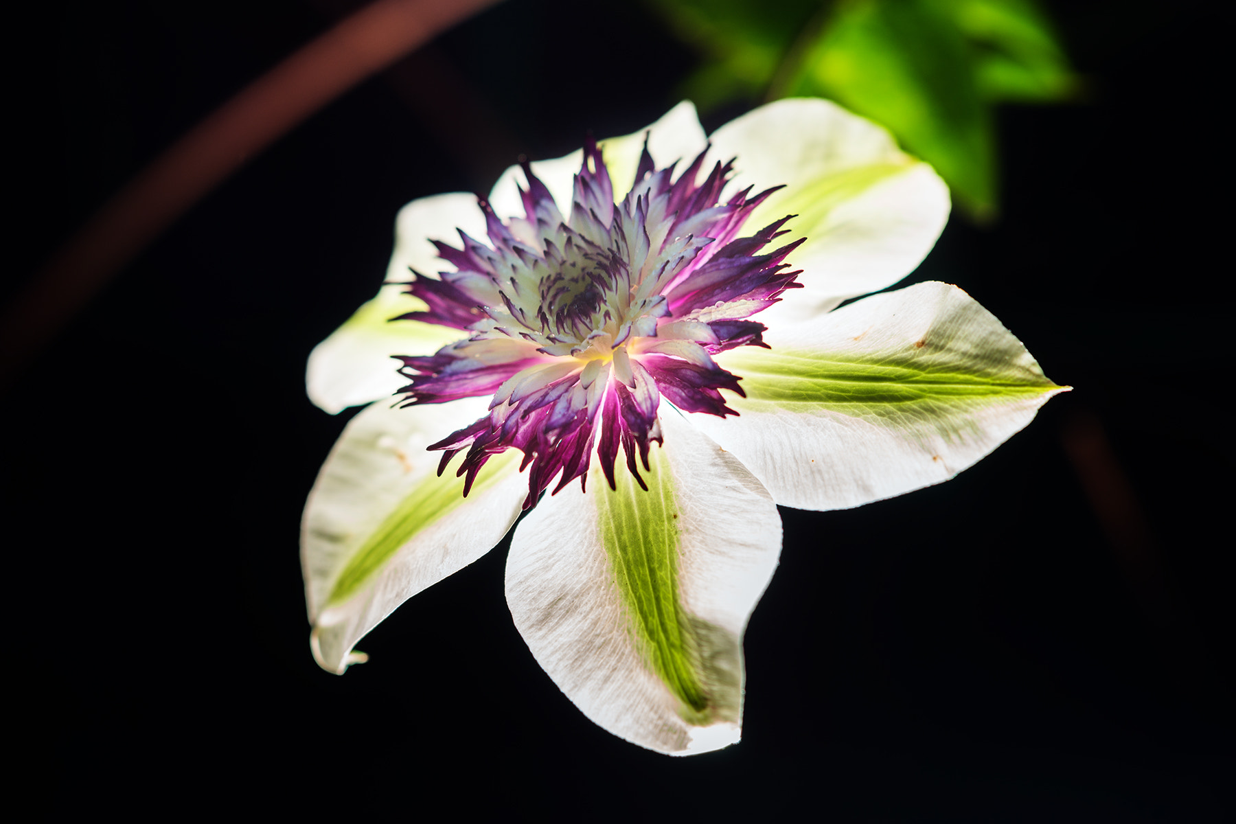 Sony a99 II + Sony 100mm F2.8 Macro sample photo. Clematis"utopia" photography