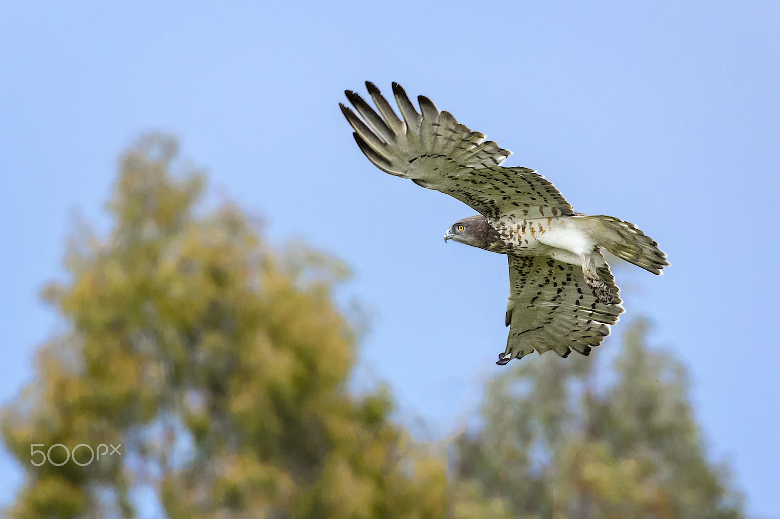 Canon EOS 7D Mark II + Canon EF 100-400mm F4.5-5.6L IS II USM sample photo. Short-toed snake eagle photography