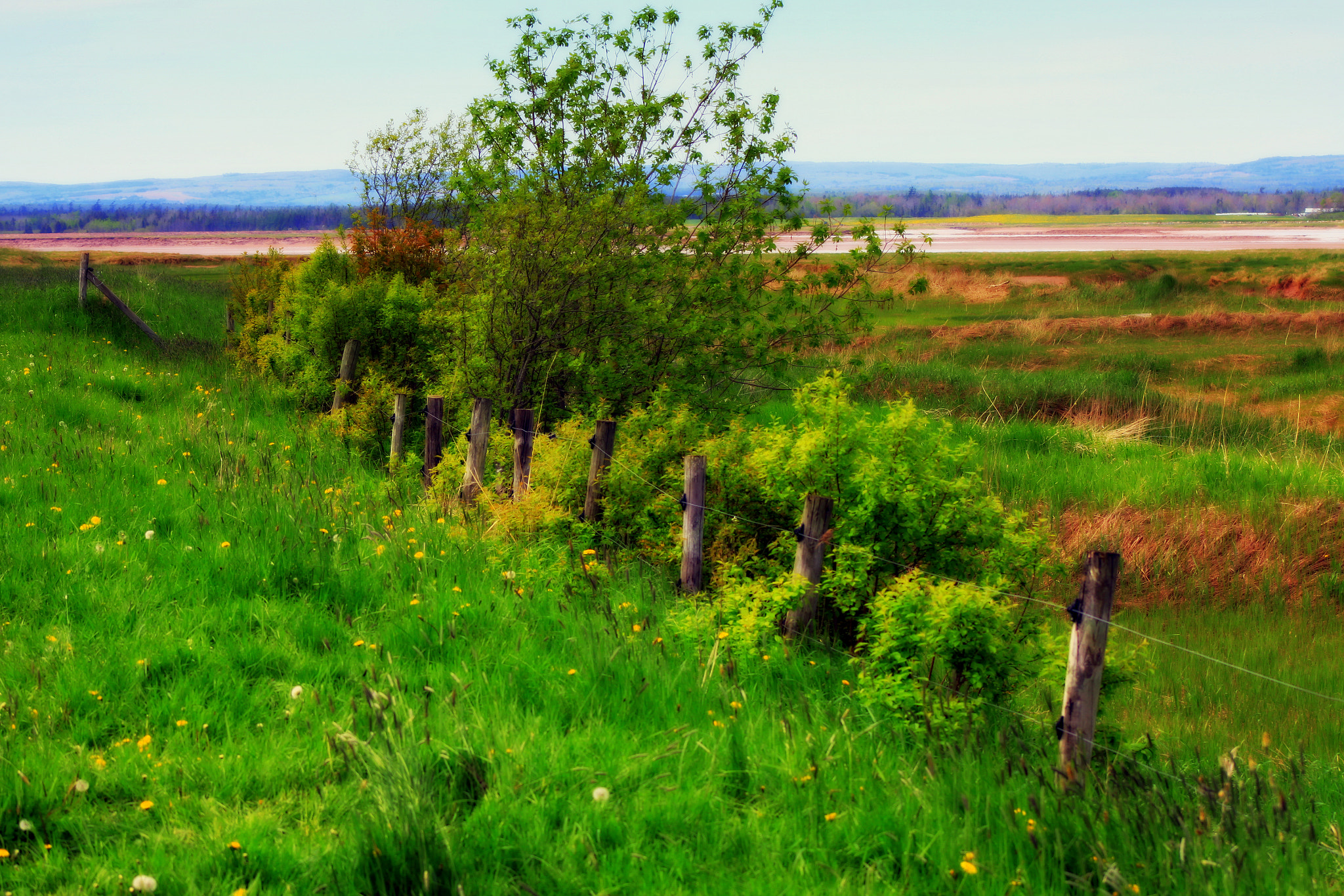 Canon EF 75-300mm f/4-5.6 USM sample photo. Overgrown photography