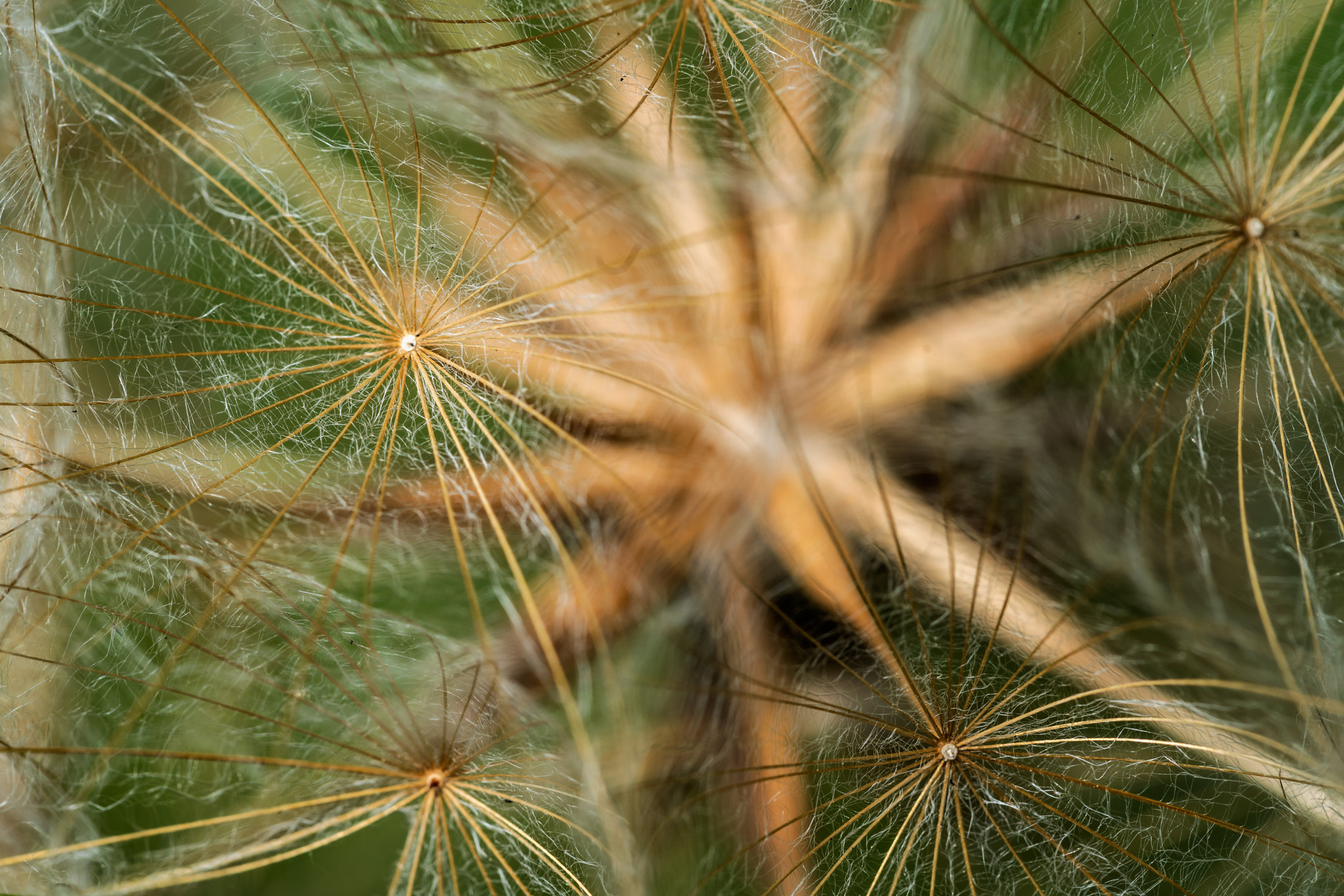 Sony a7R II + Canon EF 100mm F2.8L Macro IS USM sample photo. Goat's beard seeds photography